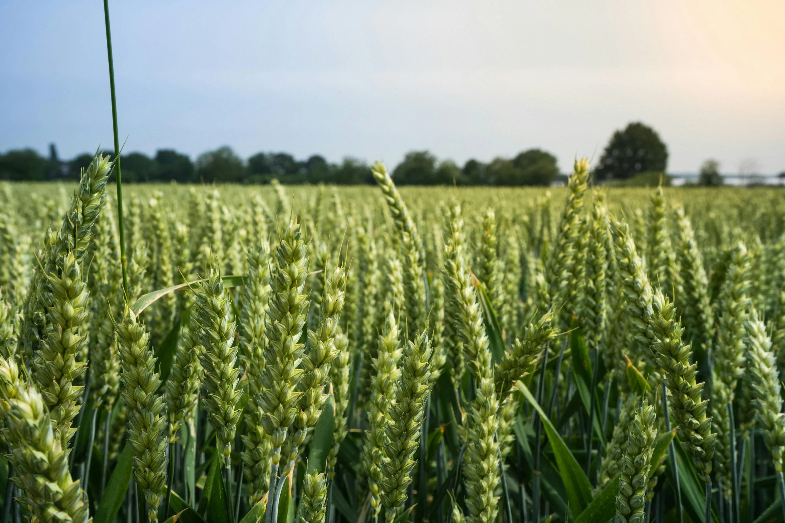Experimental Validation of an Artificial Intelligence-Based System for Identifying Optimal Soil Conditions based on Crop Yield