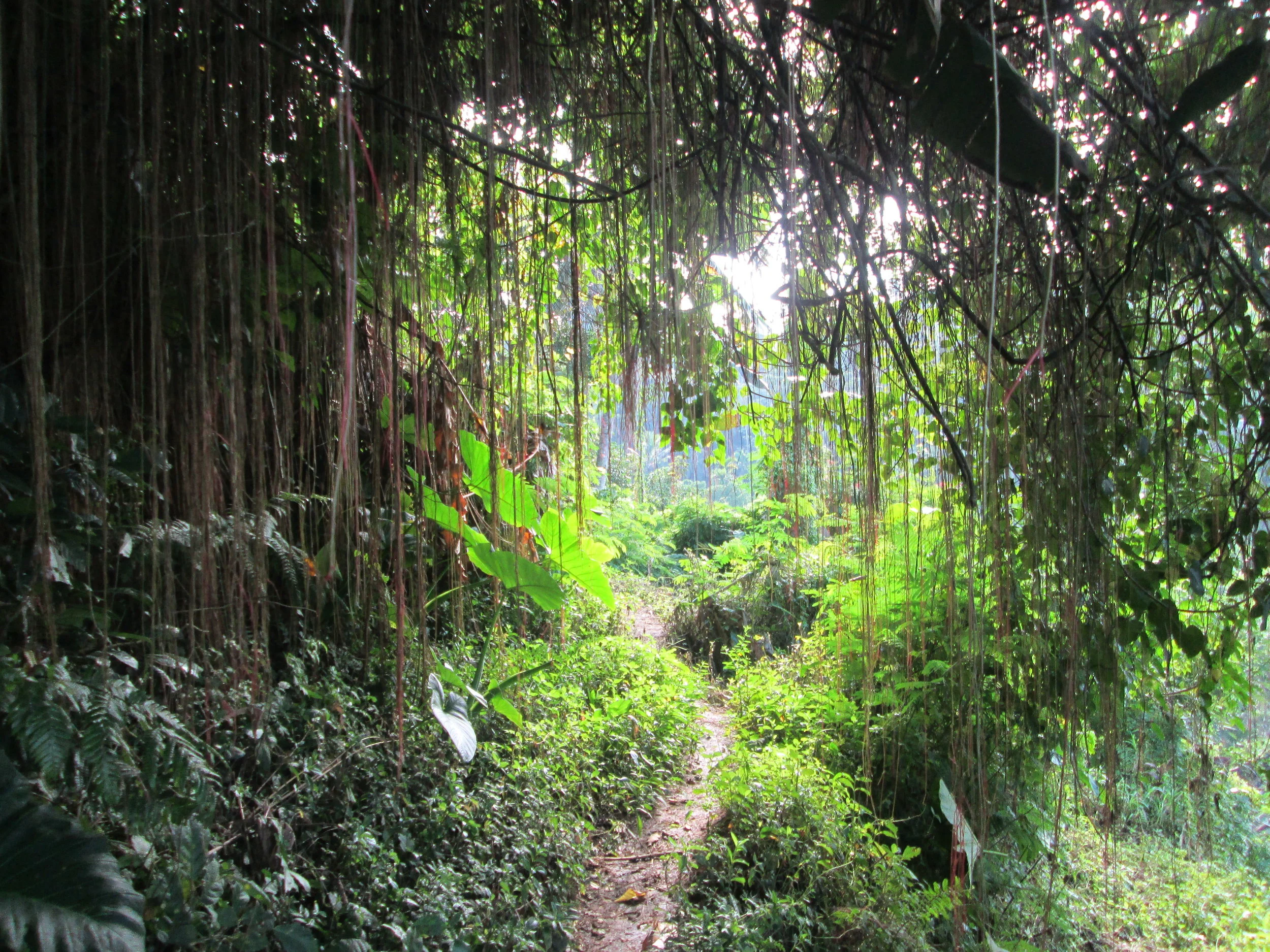 Walking through the rice fields at Tegalalang in Ubud.&nbsp;