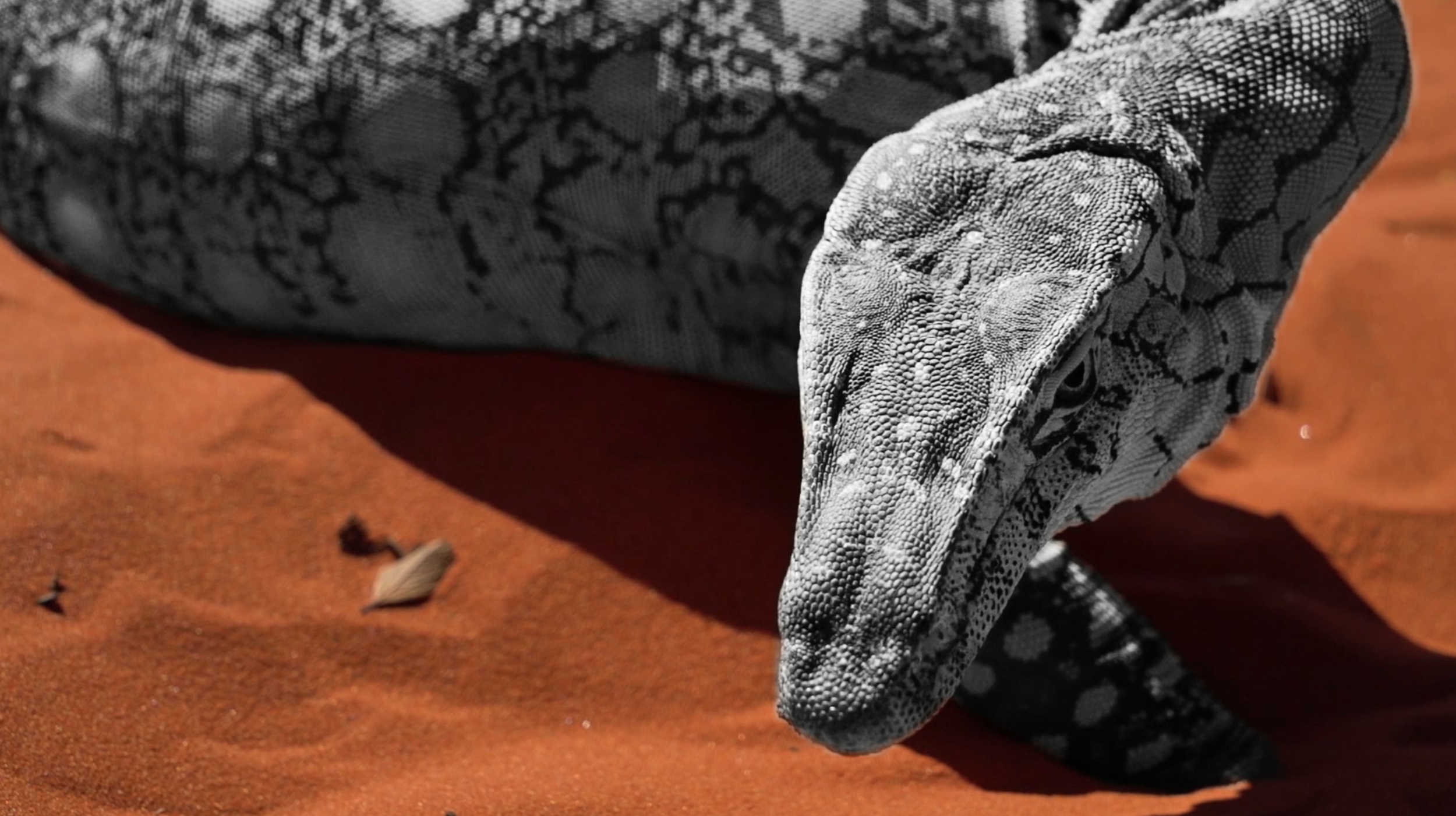 Image from The Goanna and the Perentie 2.png
