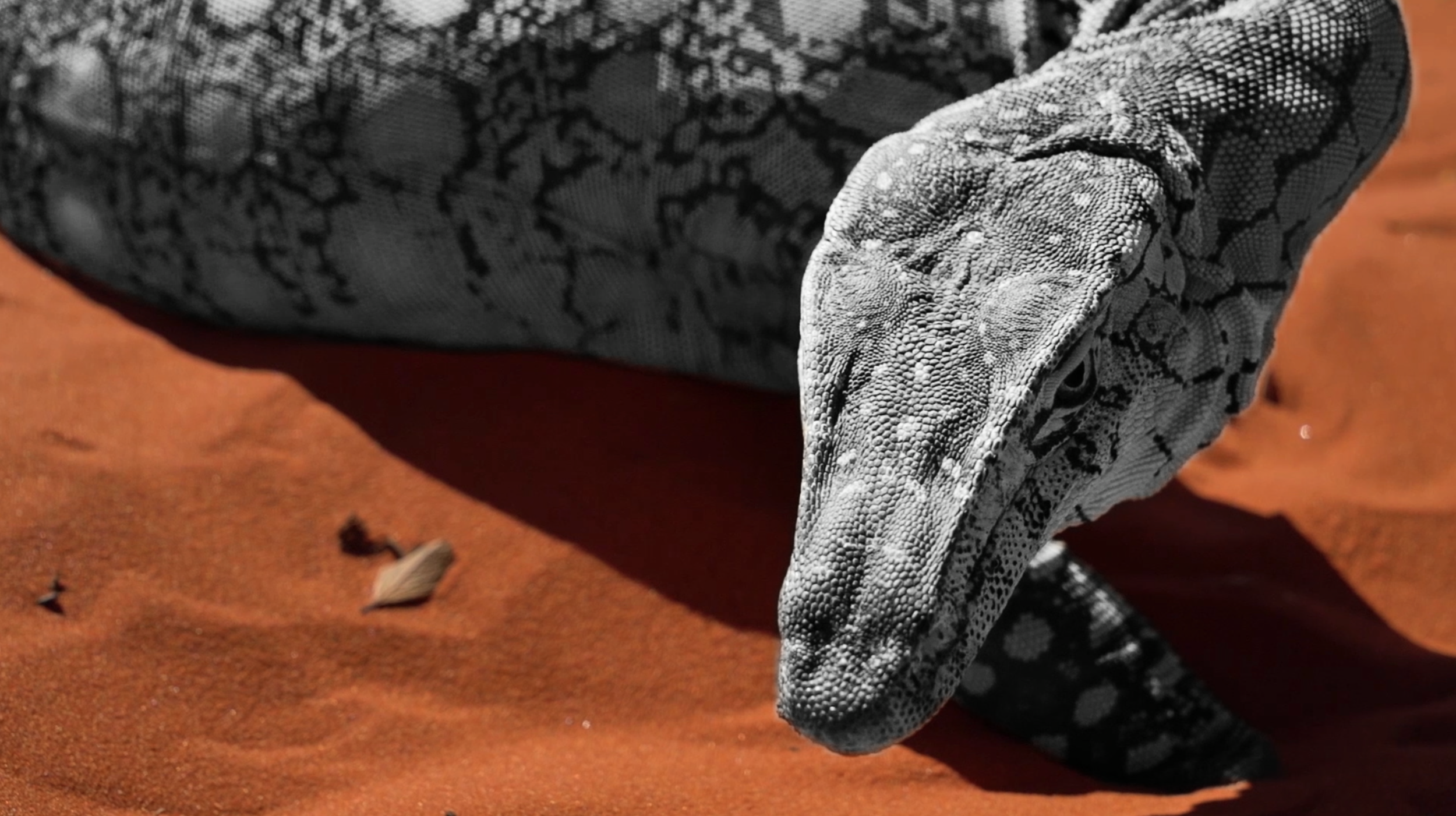 Our Bedtime Stories: Story of the Tunpa pa Remeya (the Goanna and the Perentie)
