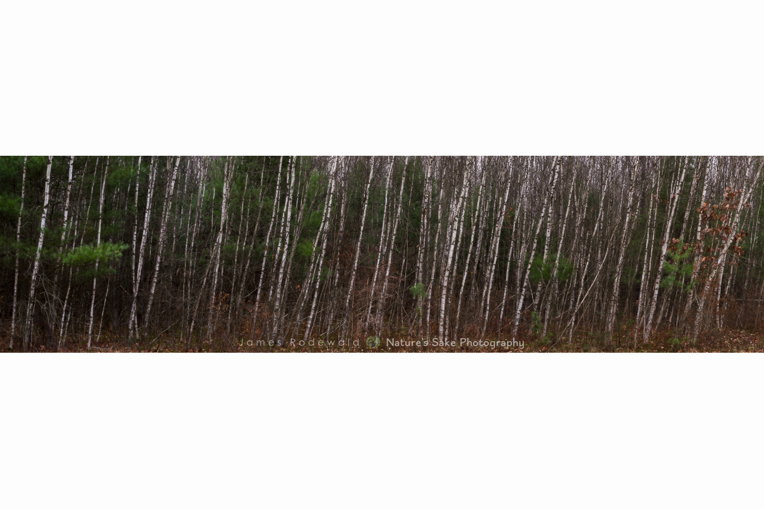 "Resting aspen."