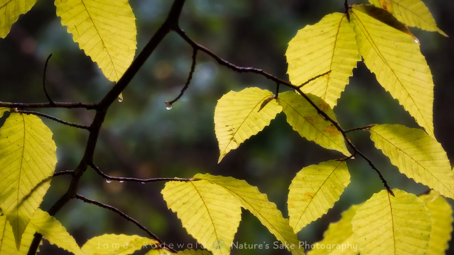 "American beech at Fall."