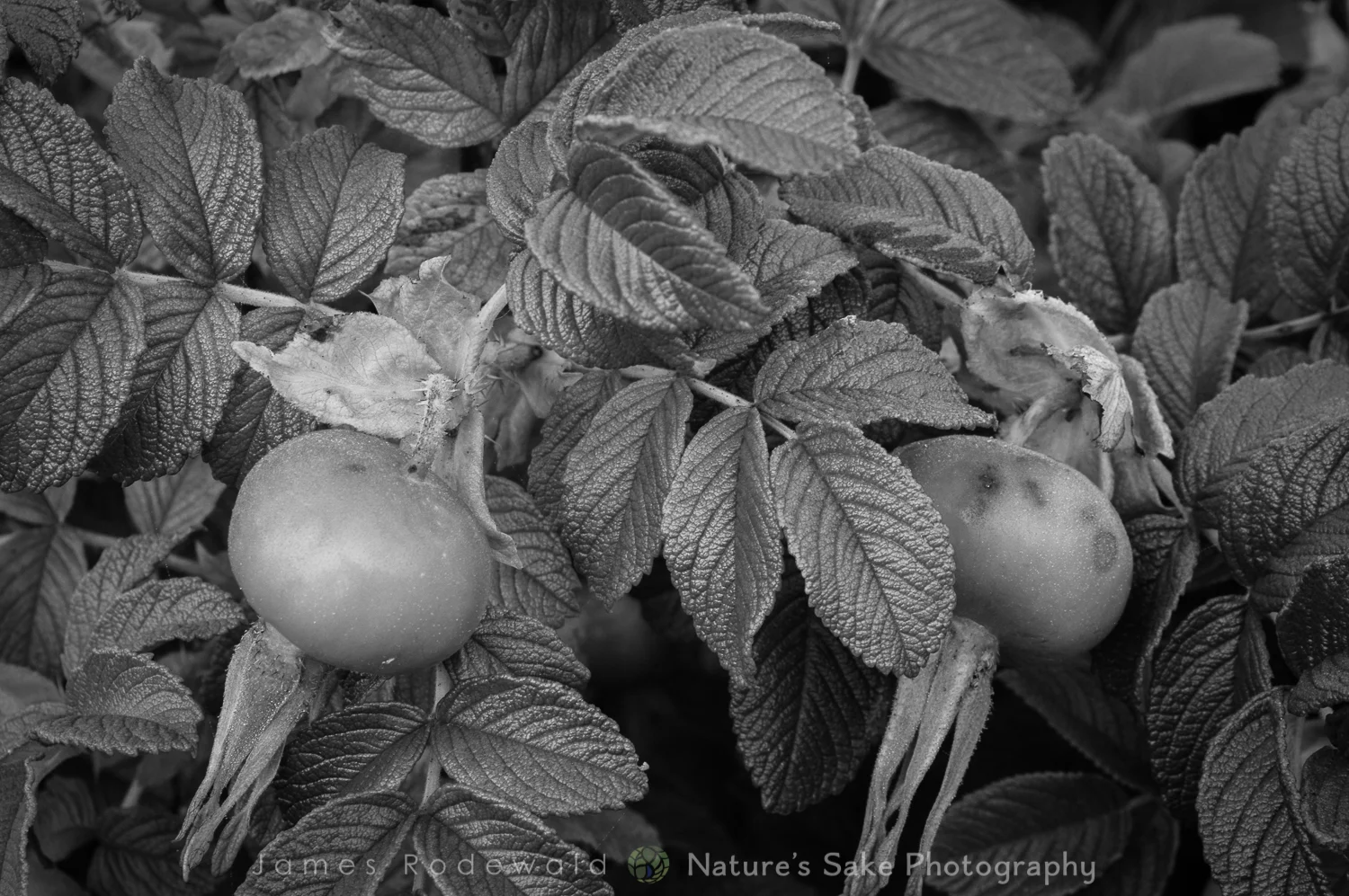 Acadian rose.