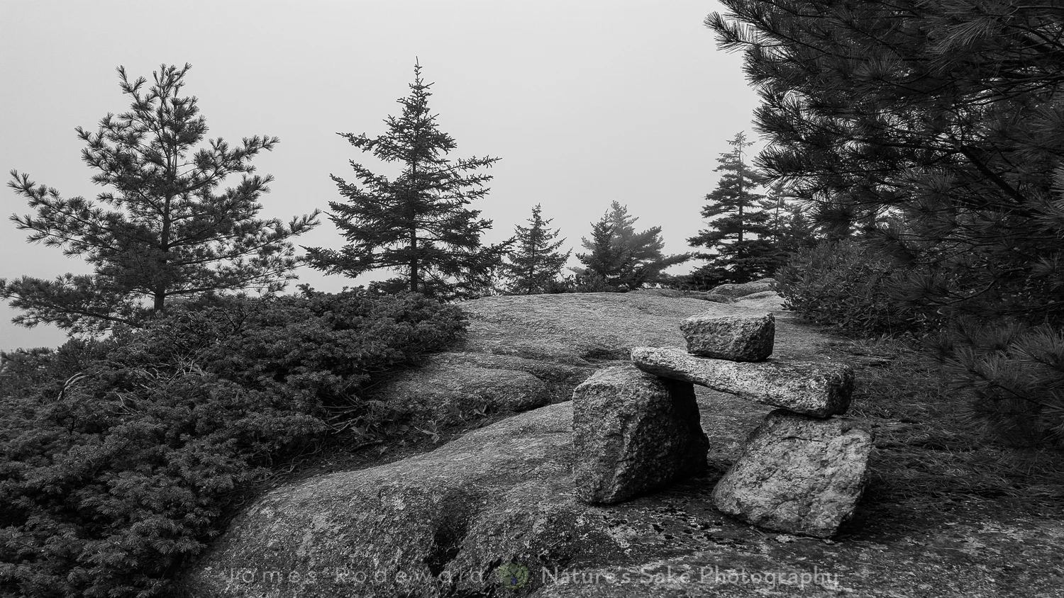 acadia_SITE-8.jpg