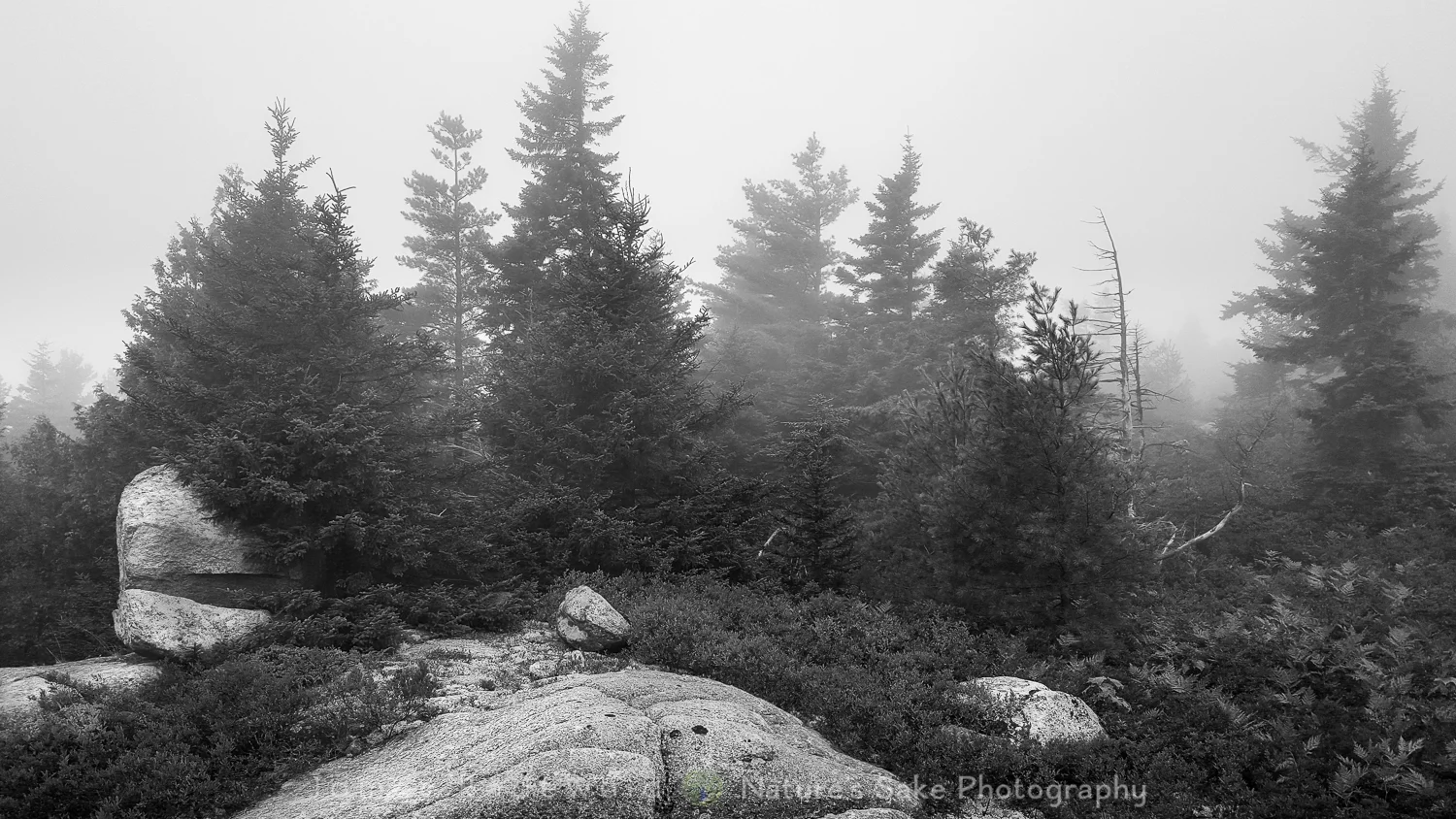 acadia_SITE-10.jpg