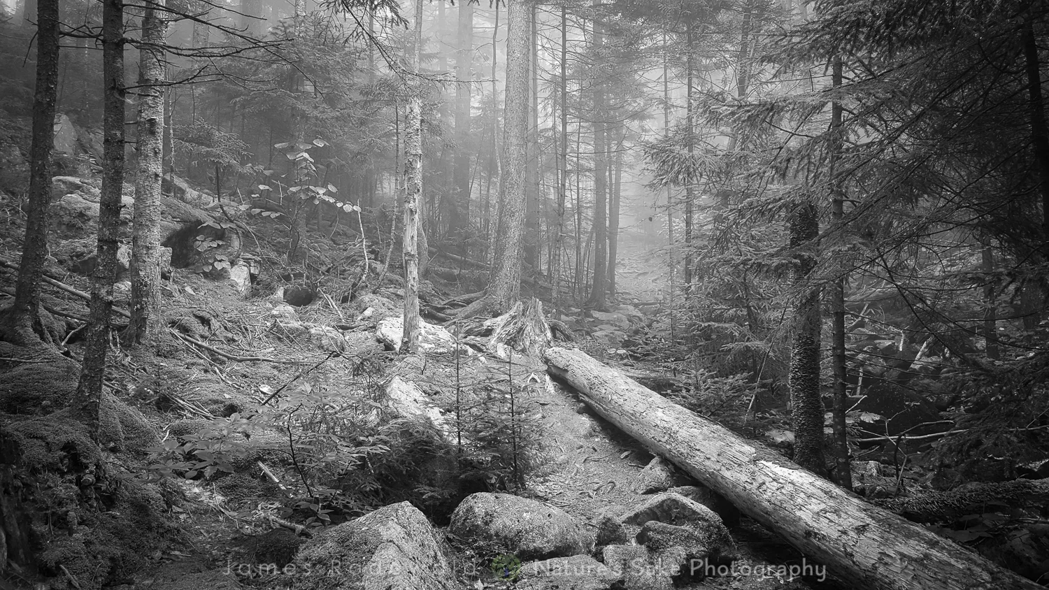 acadia_SITE-11.jpg