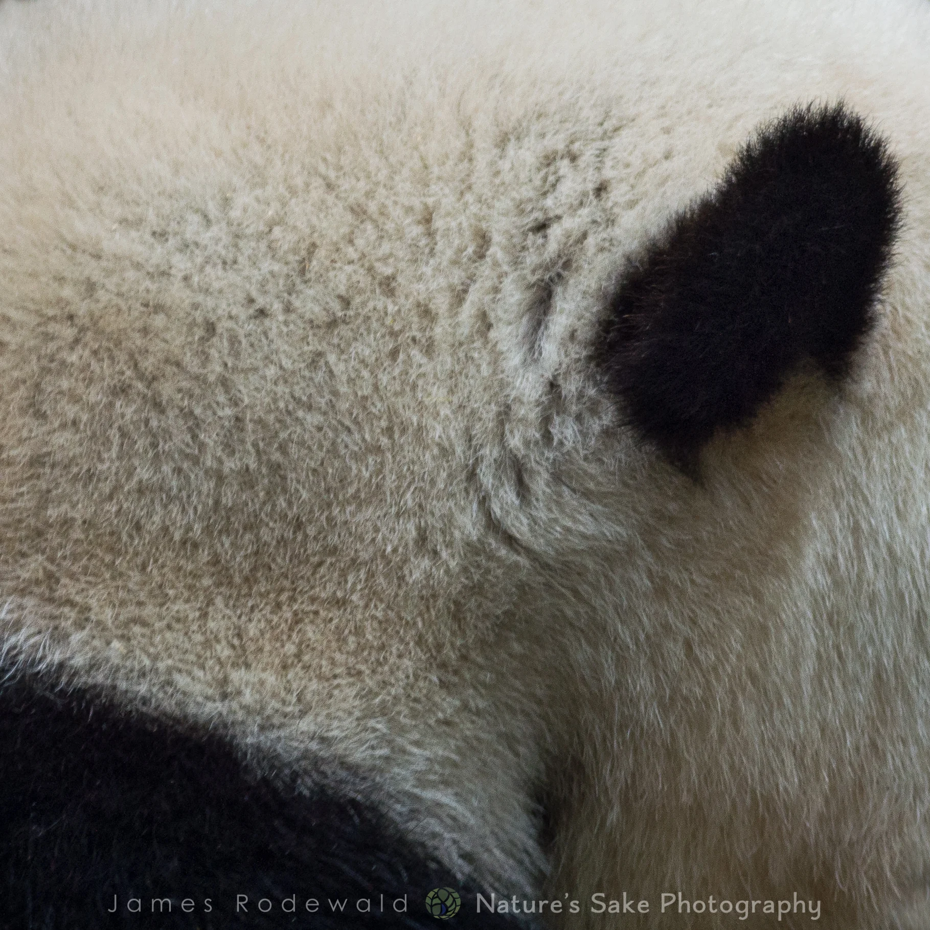 animals_VERO-1.jpg