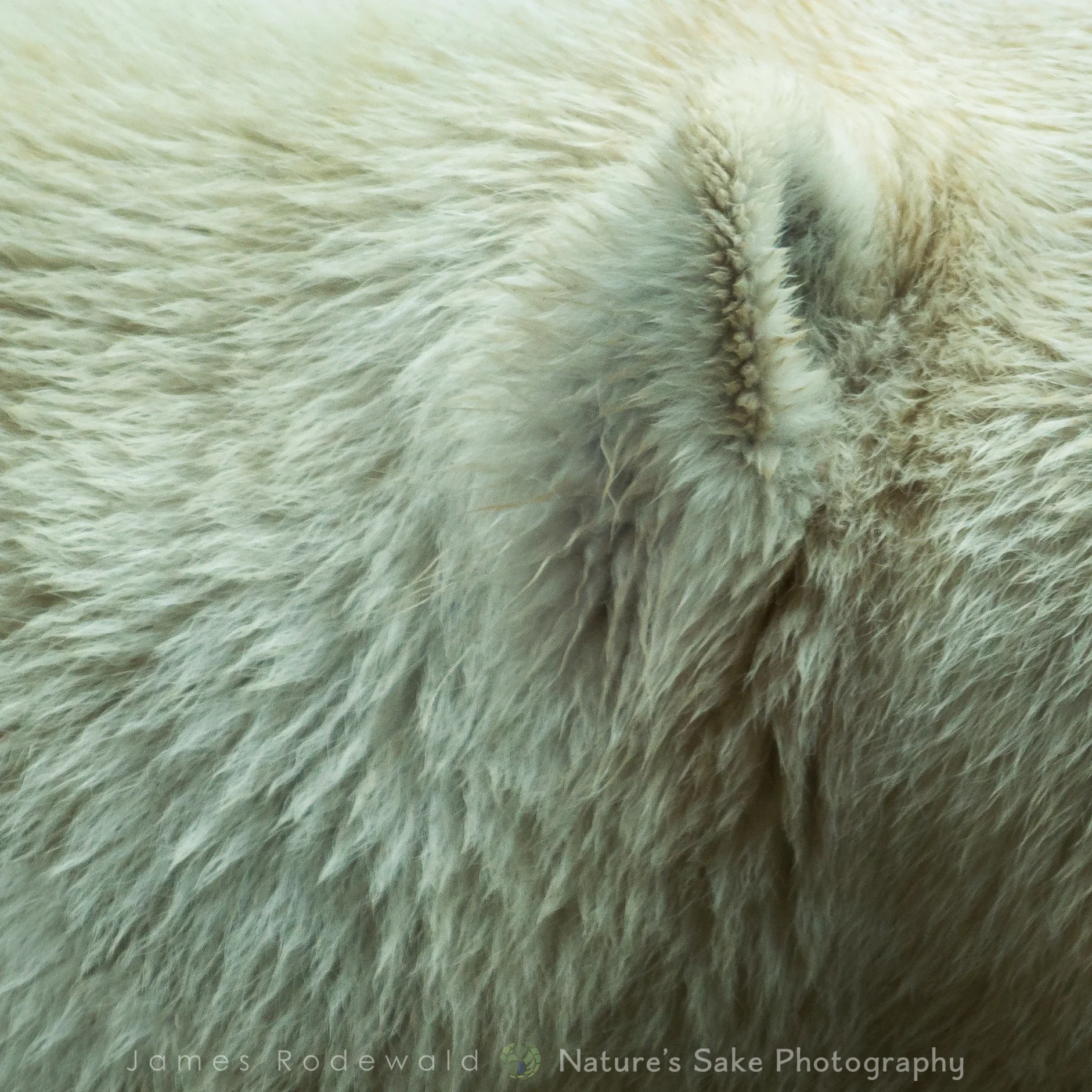 animals_VERO-2.jpg