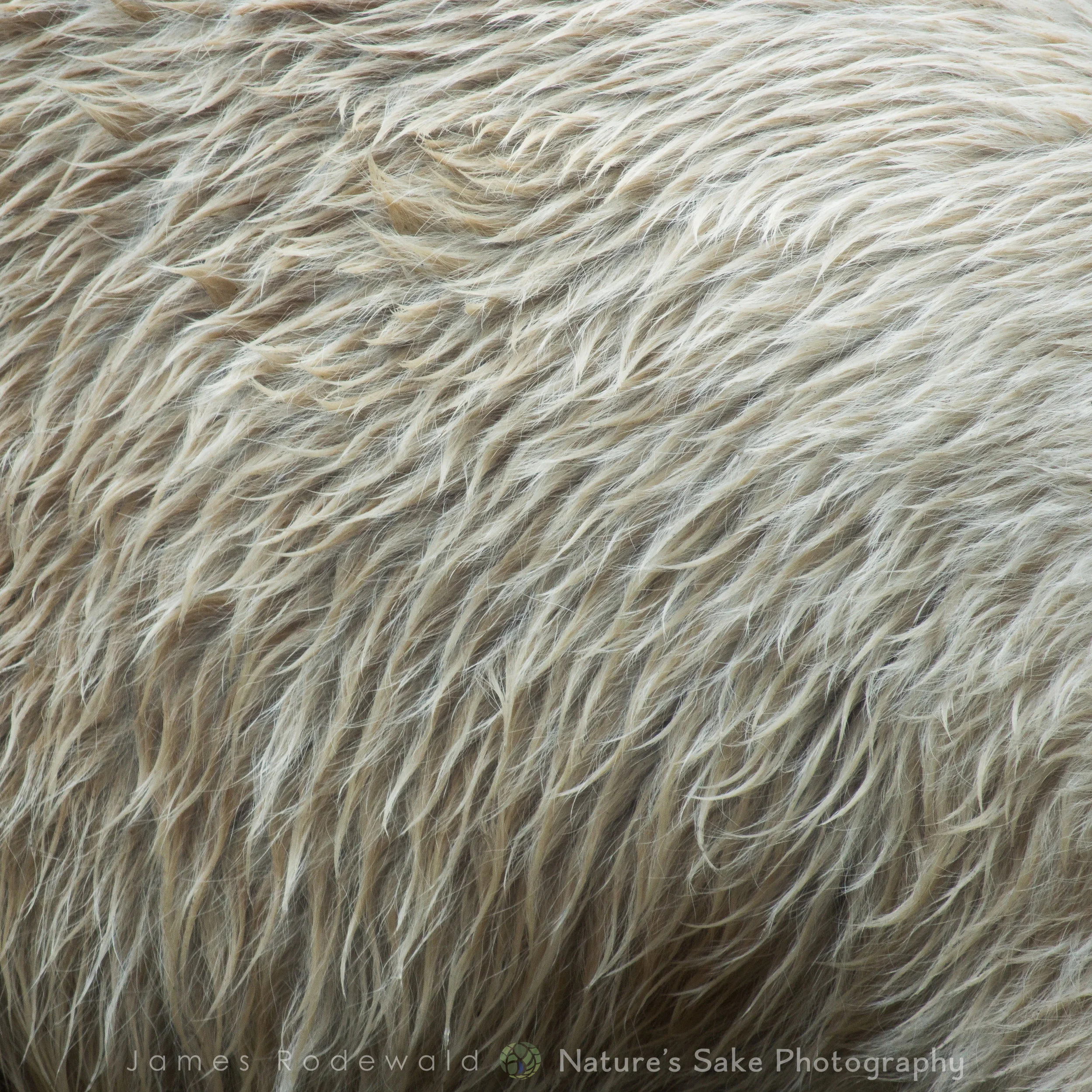 animals_VERO-3.jpg