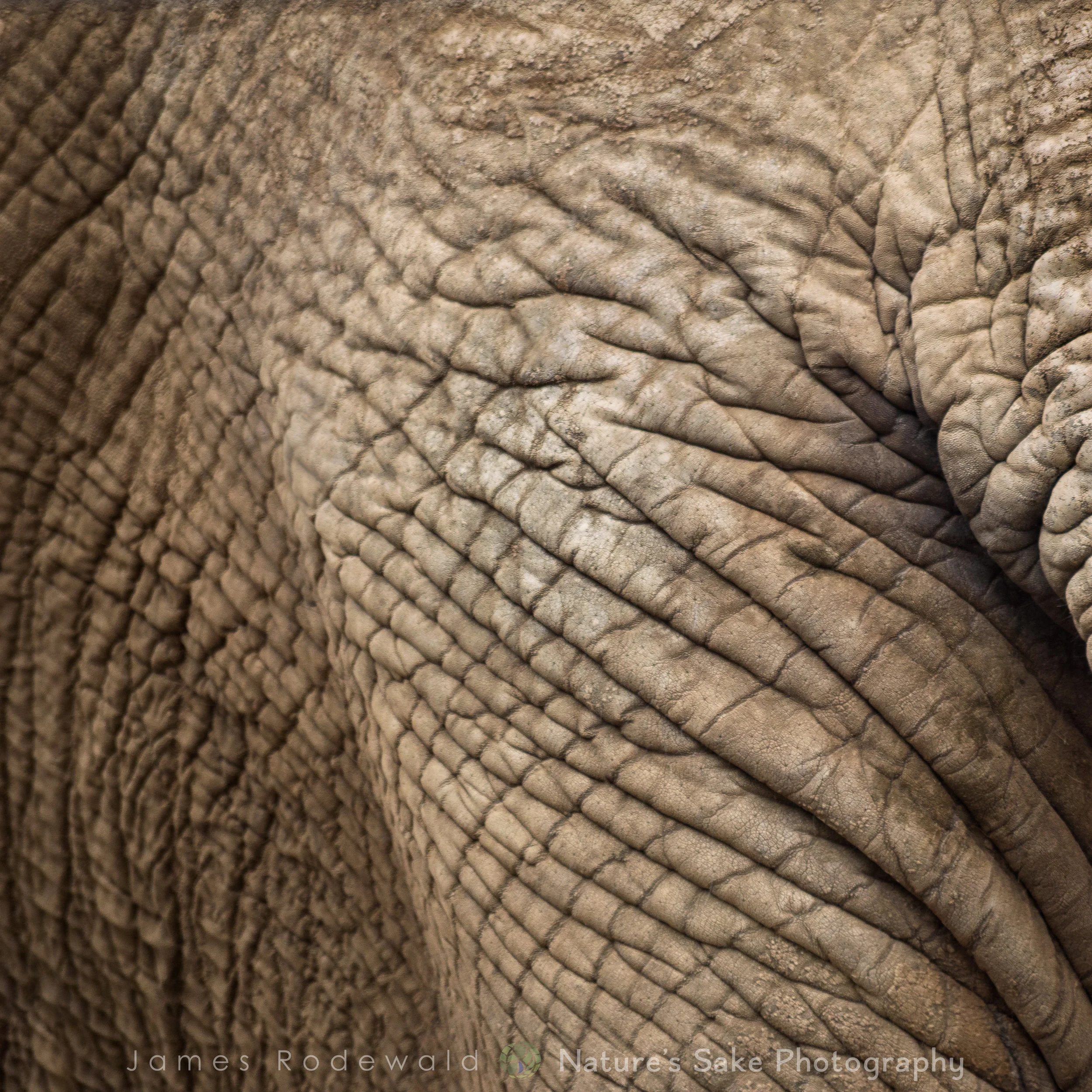 animals_VERO-4.jpg