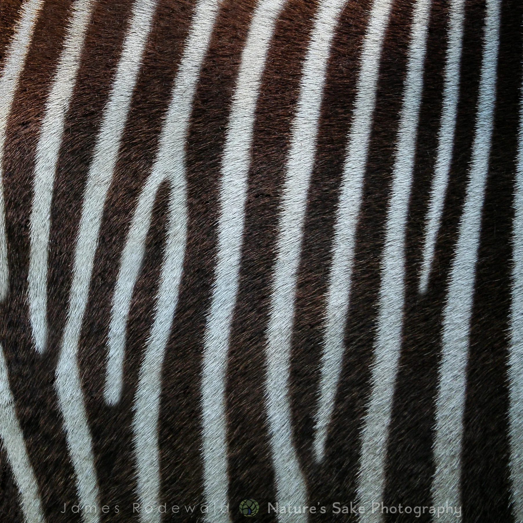 animals_VERO-8.jpg