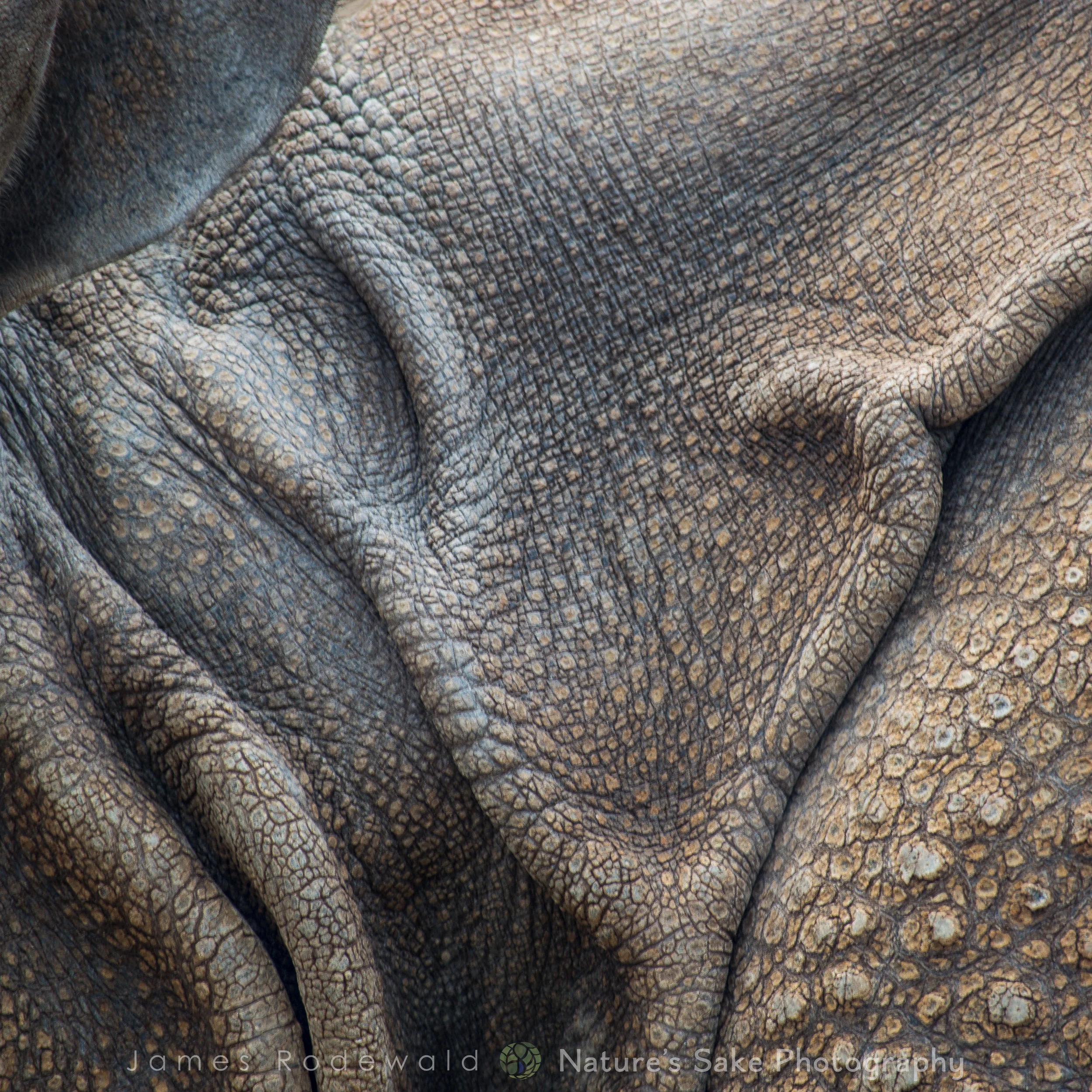 animals_VERO-7.jpg
