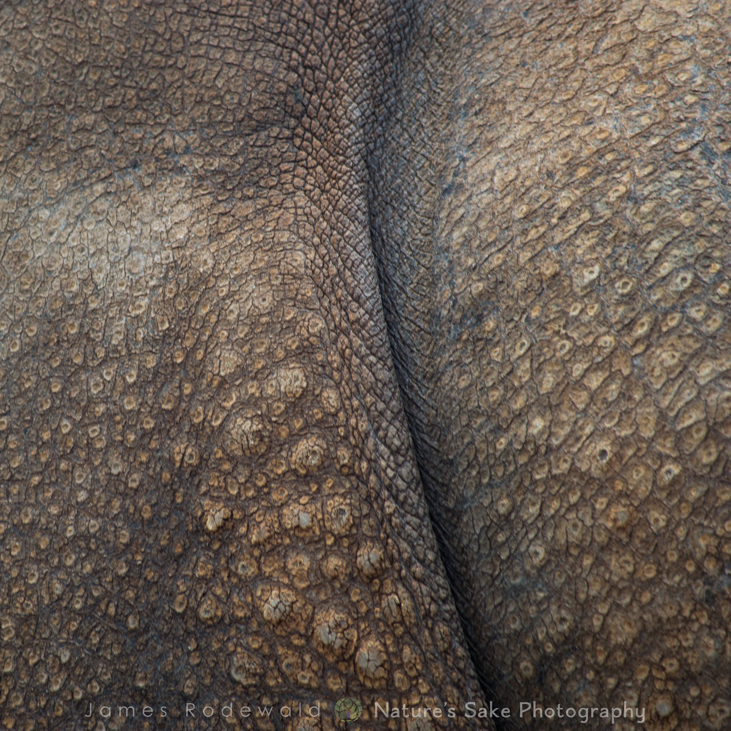animals_VERO-9.jpg