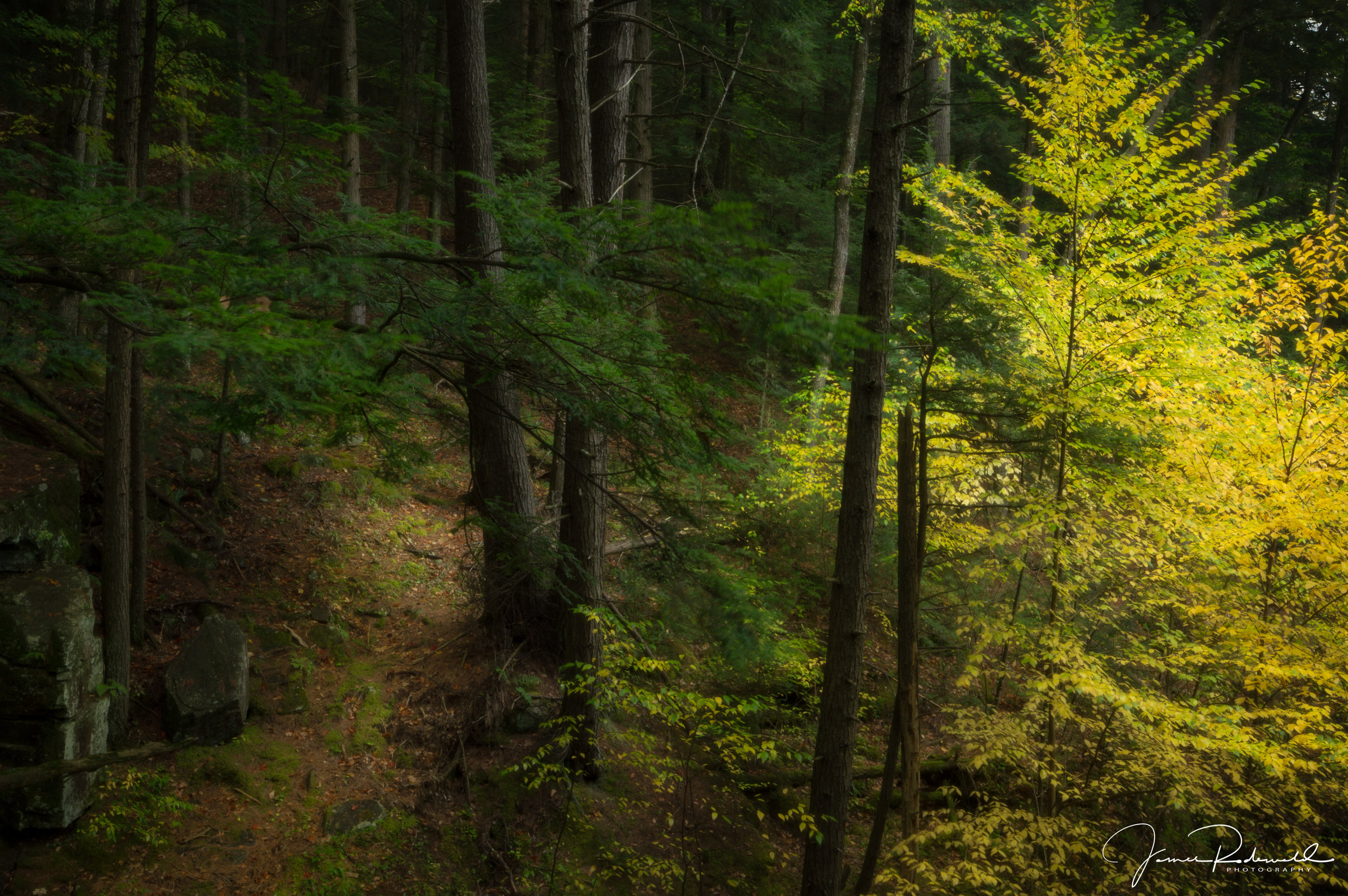 beech_light_L-2.jpg