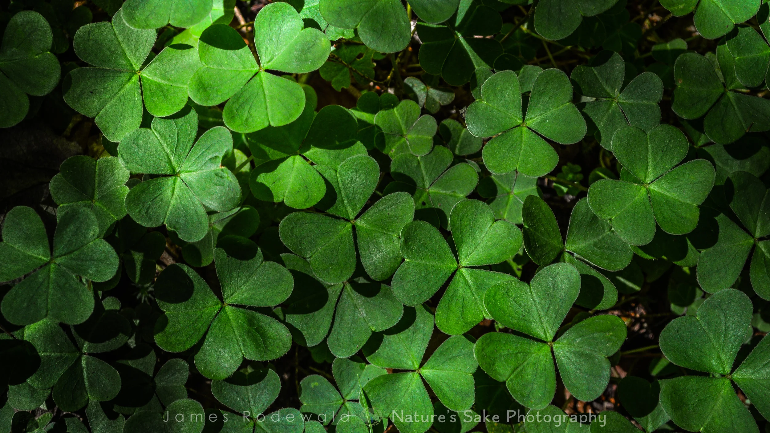 stpats_L-1.jpg