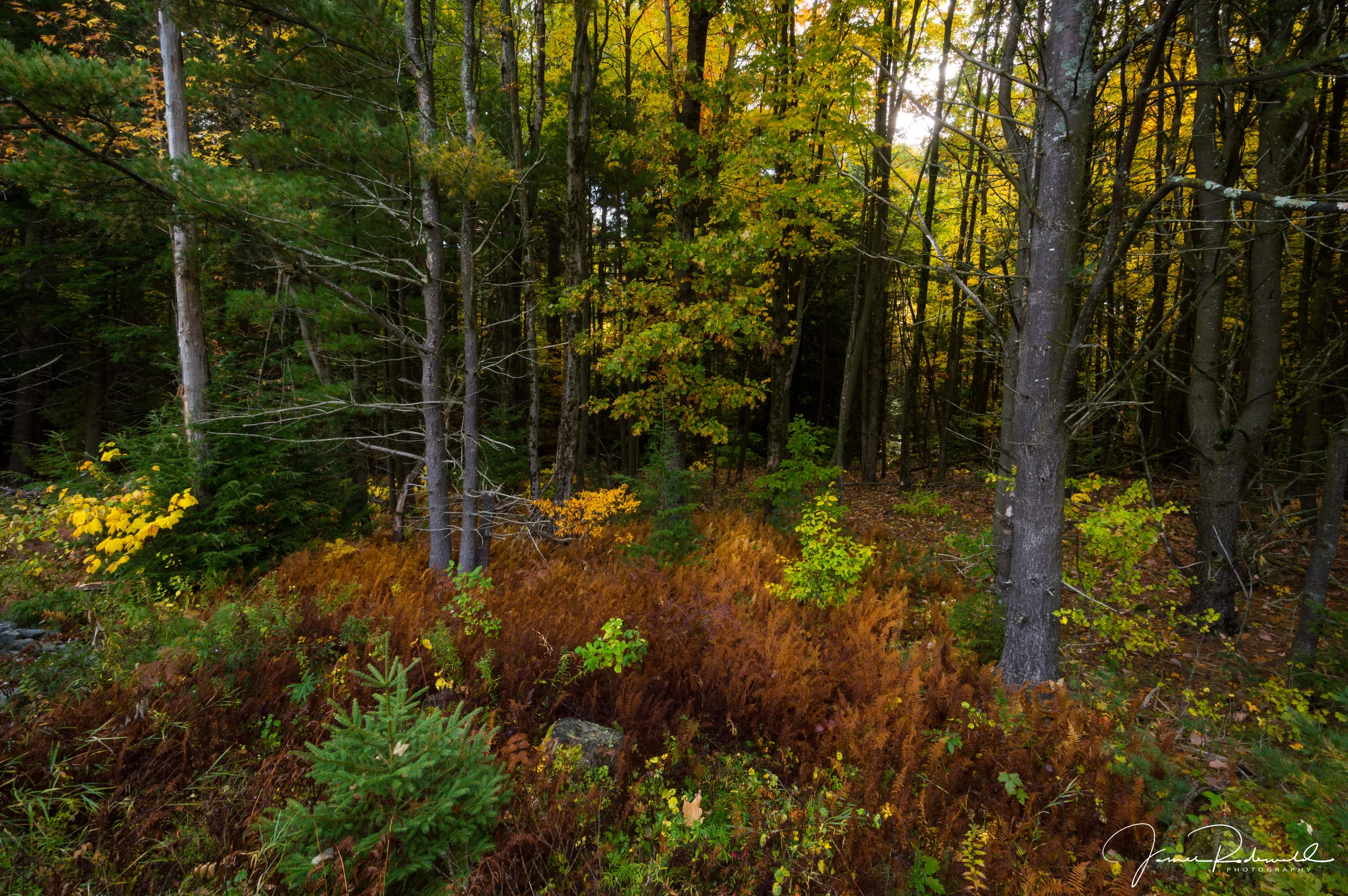 adk_fall_print_L-.jpg