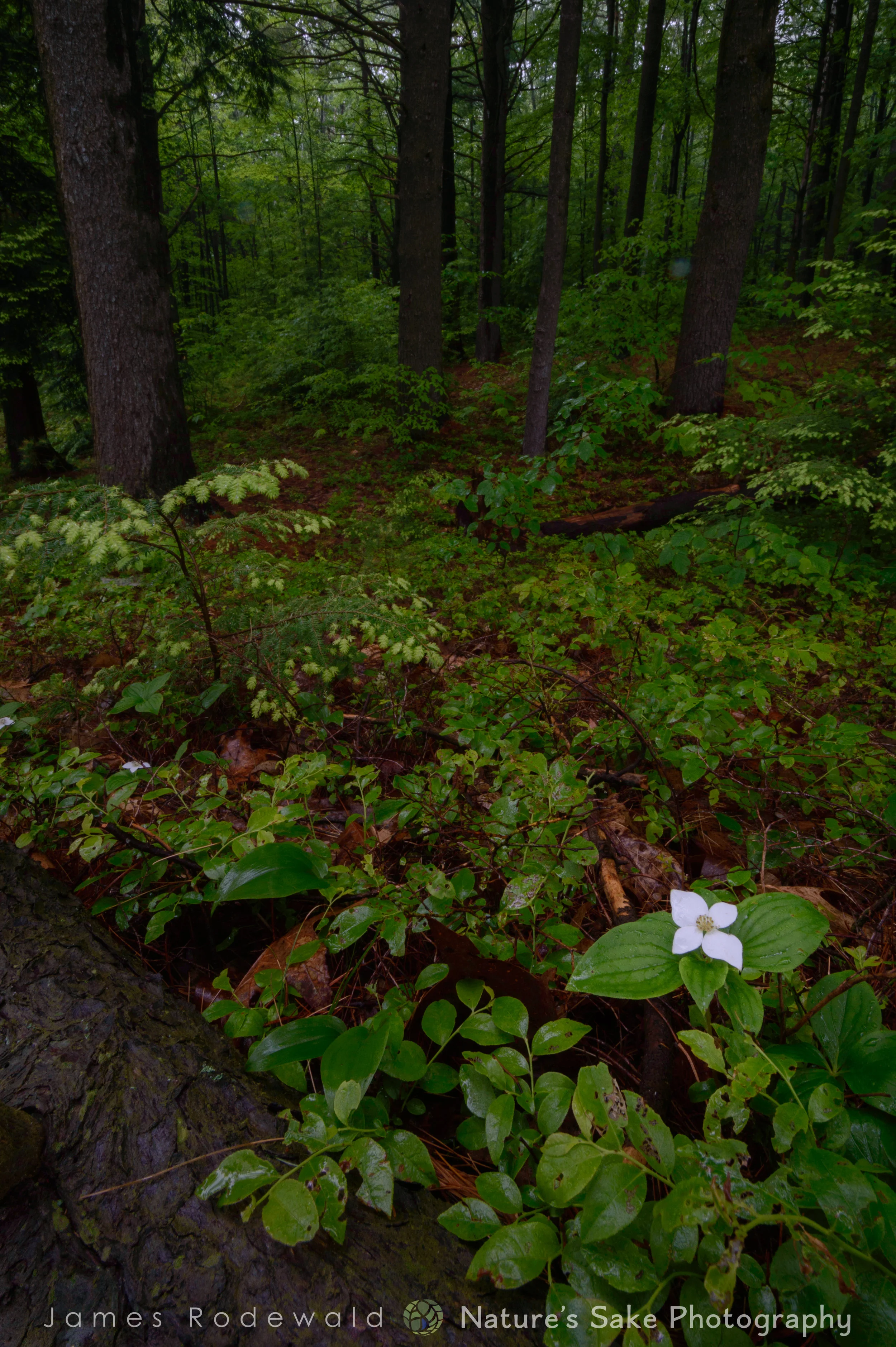 DSC_0980.jpg