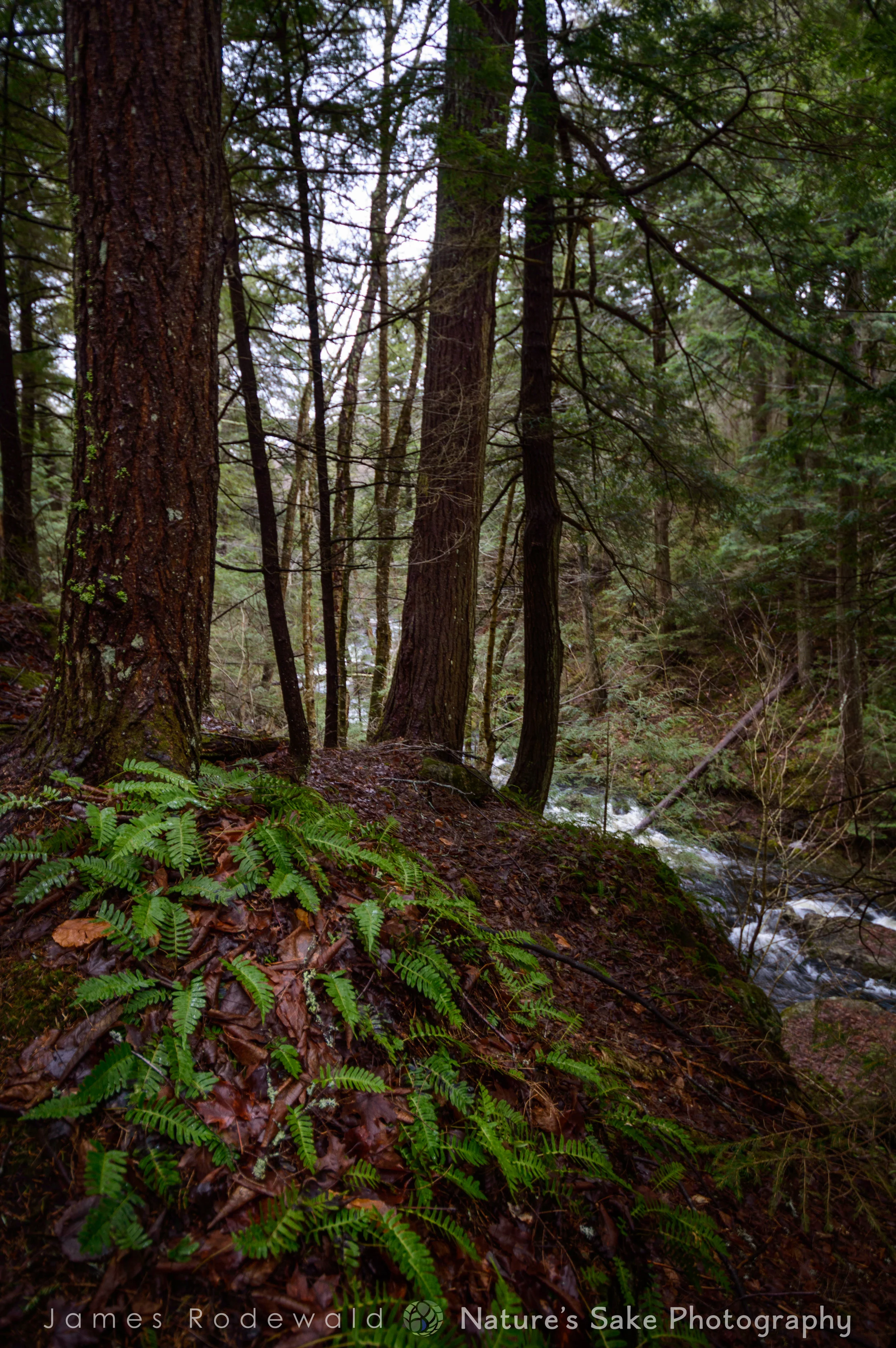 DSC_1015.jpg