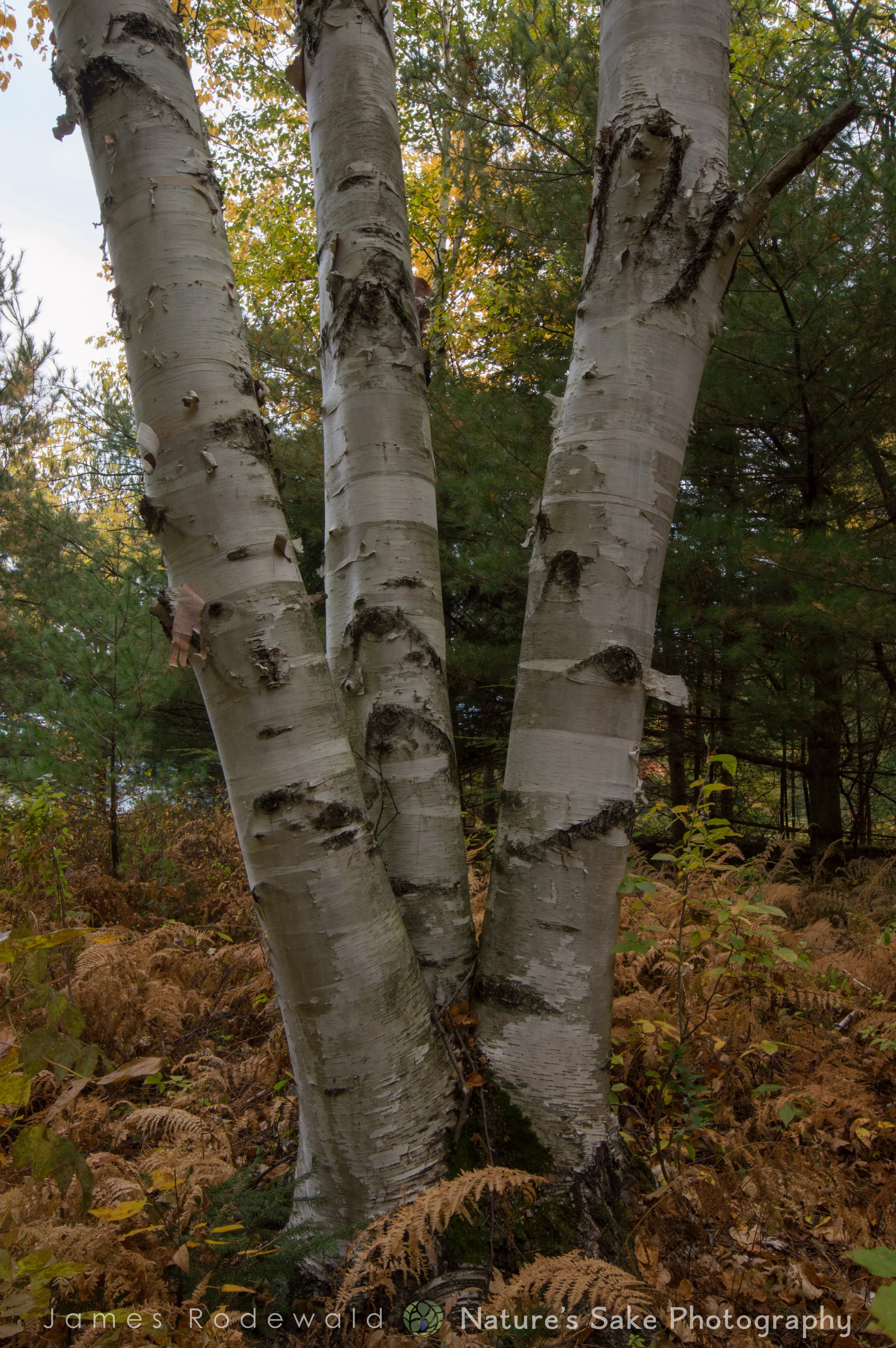 DSC_0615.jpg