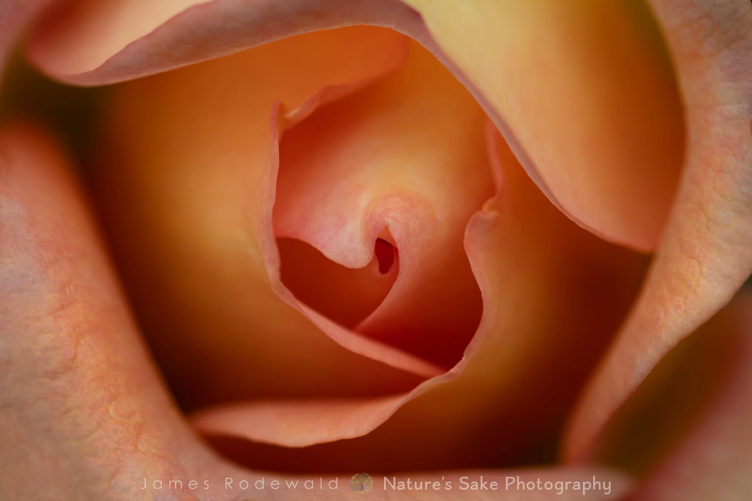floral_day_7_rose_L-1.jpg