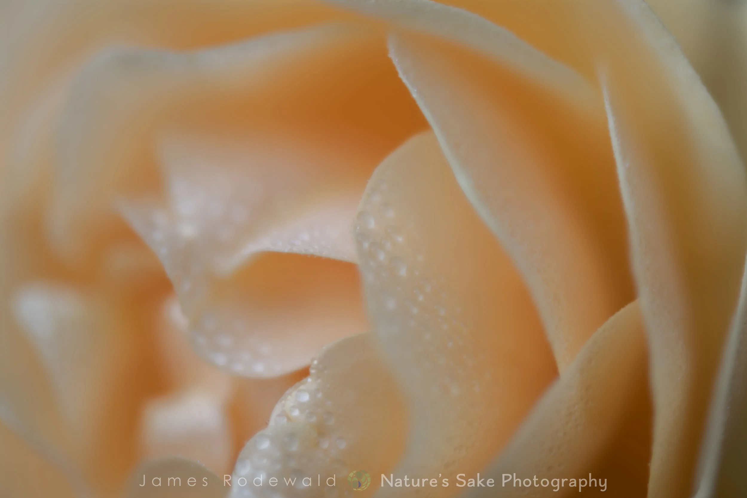 floral_day7_yellow_rose_L-1.jpg