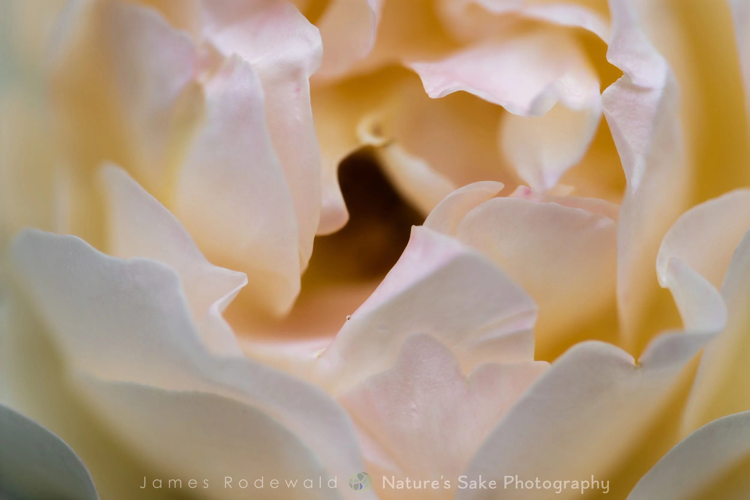 floral_day8__L-1.jpg