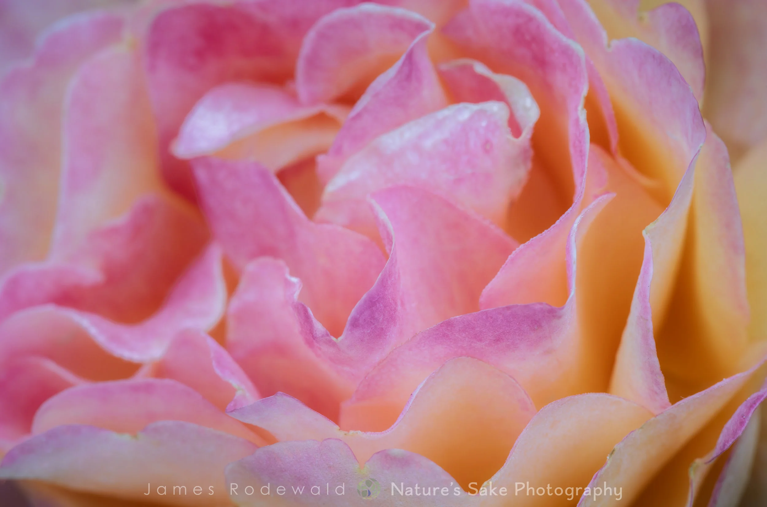 floral_day9_rose_L-1.jpg