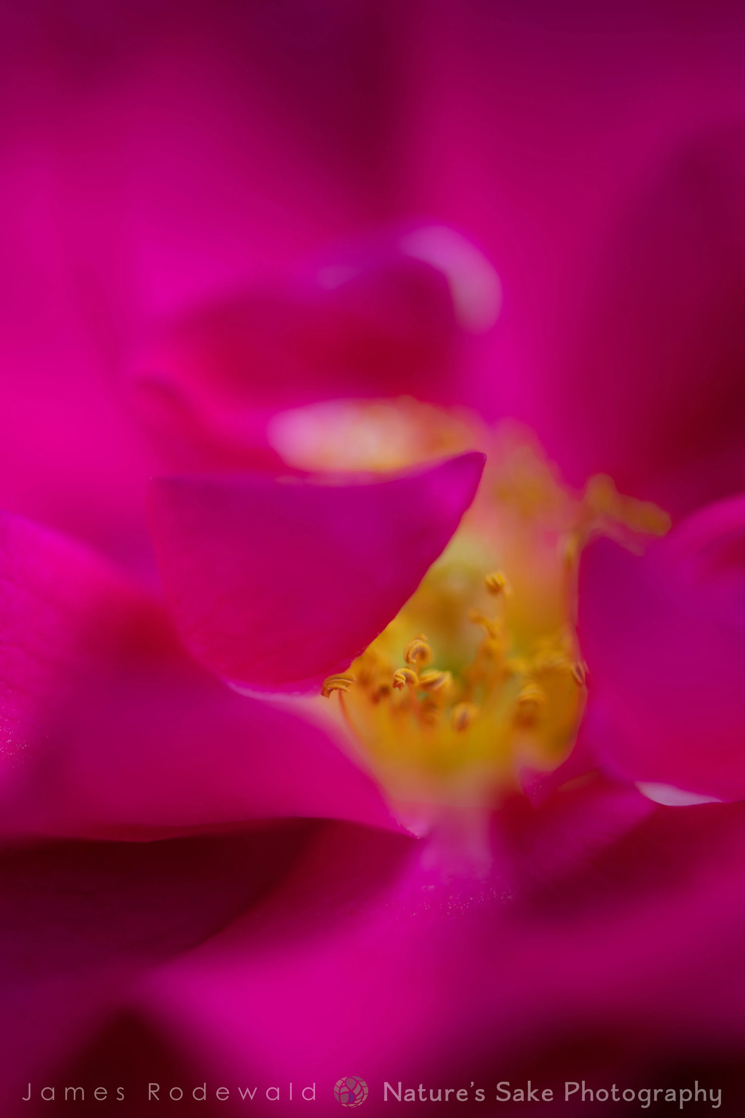 florals_day2_rose_ragosa_L-1.jpg