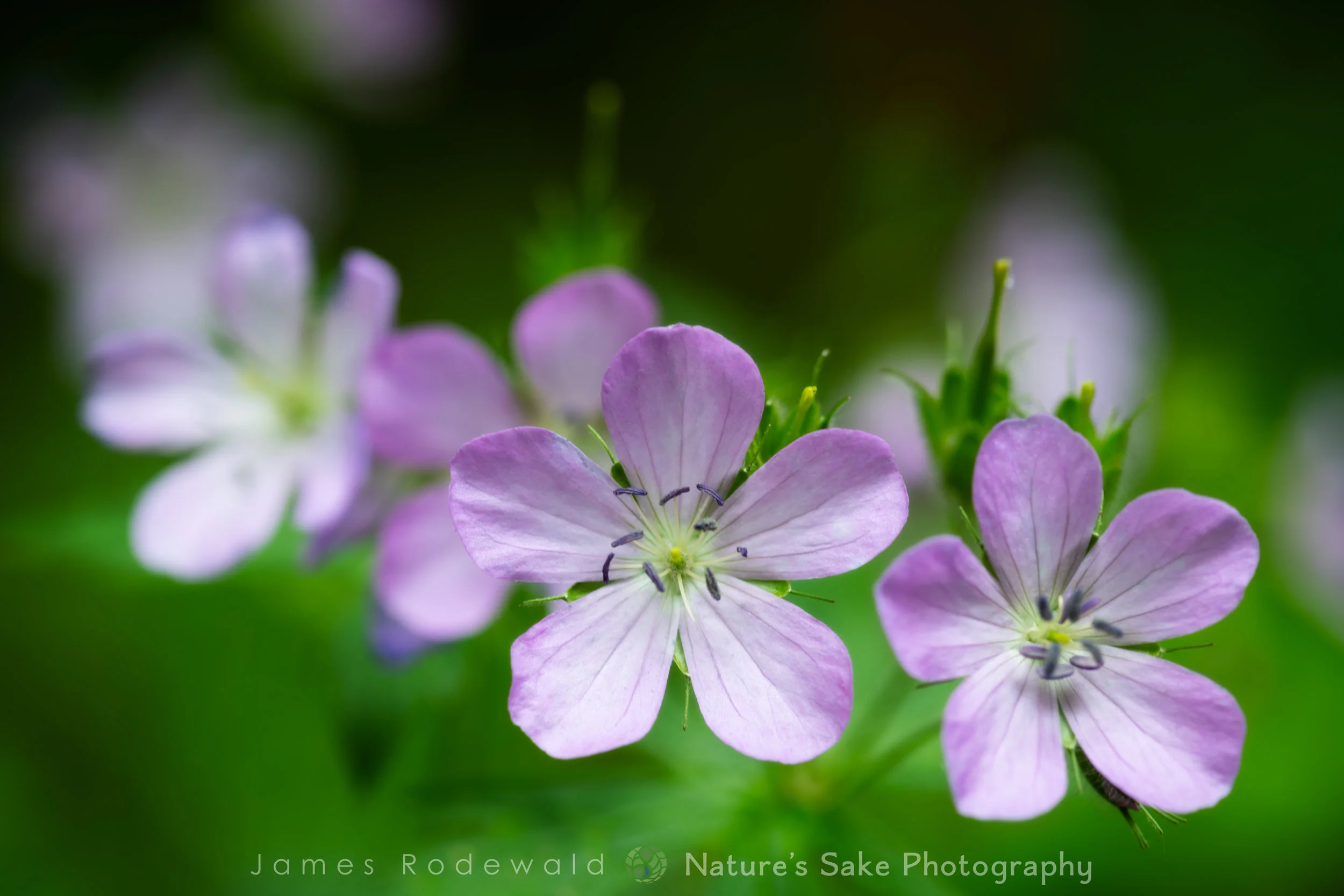 geranium_L_screen-1.jpg