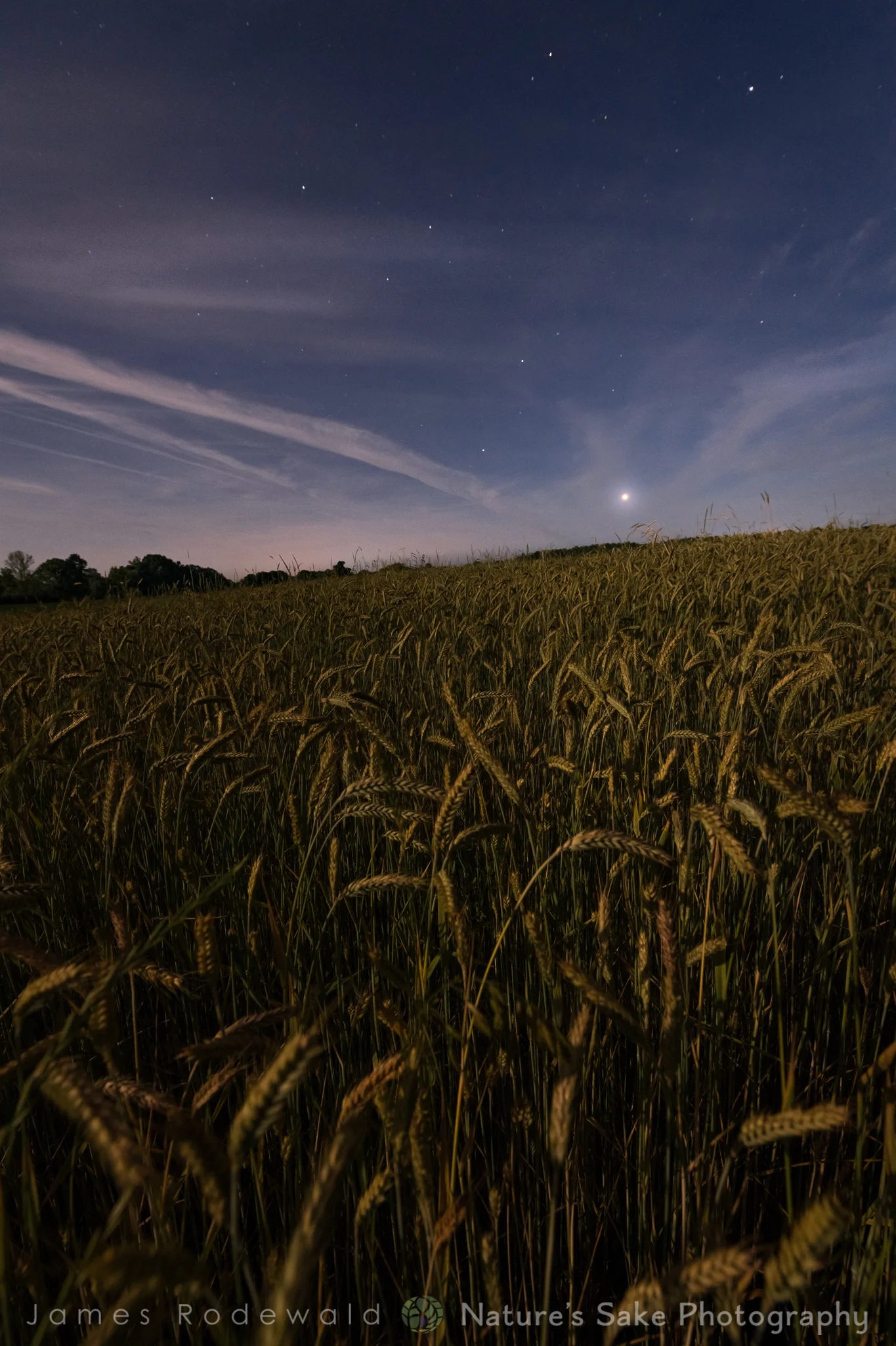venus_and_wheat_FB-1.jpg