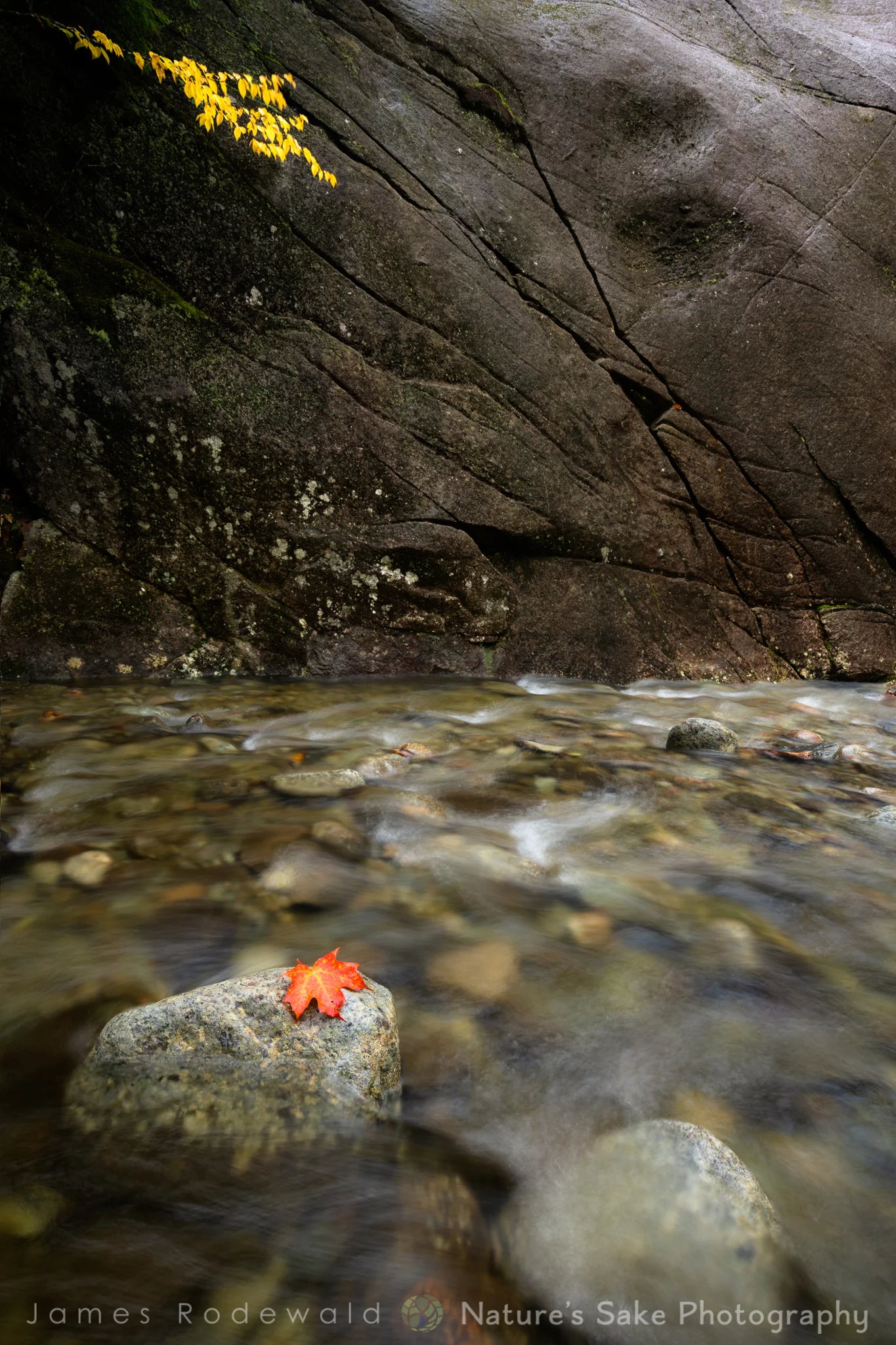 autumn_flow_F.jpg