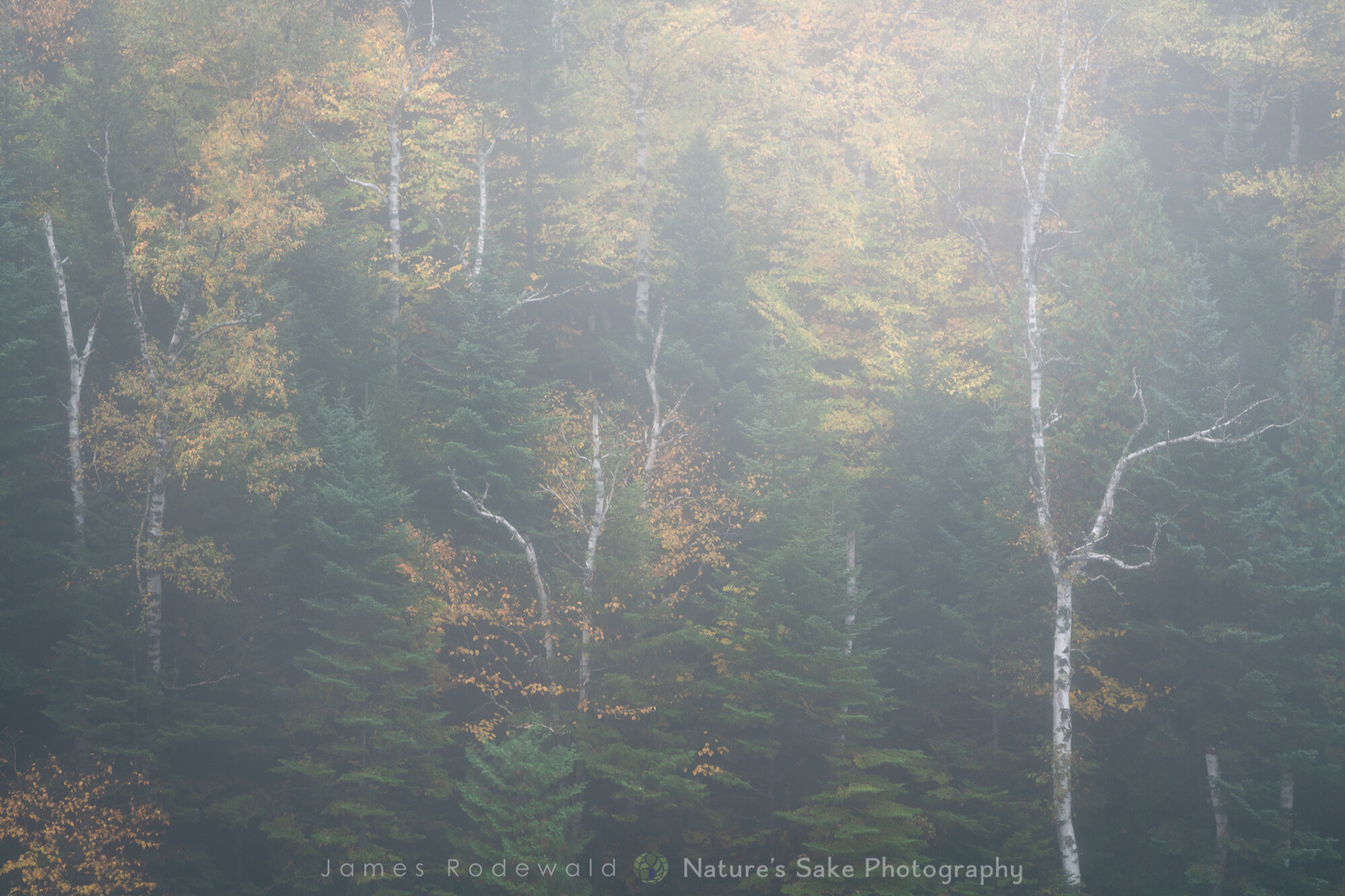 "Signs of Birch."
