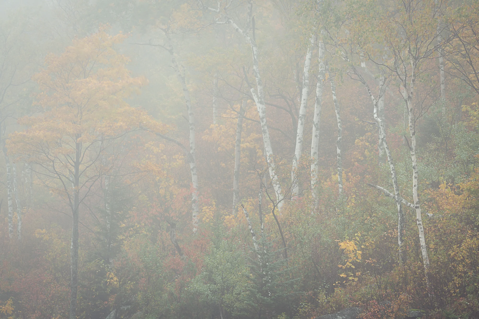 Autumn silence.