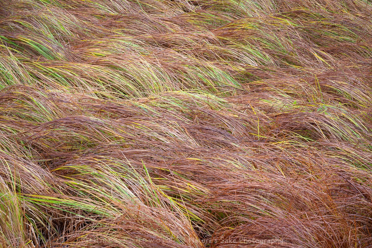 grass_fb.jpg
