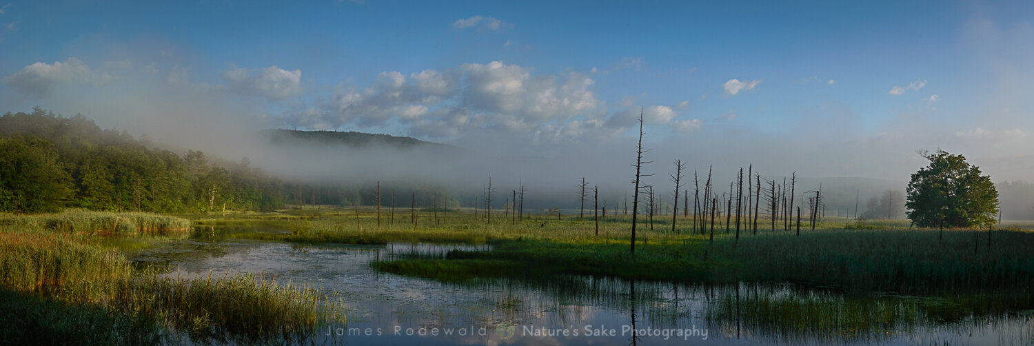  Adirondack wetland. 