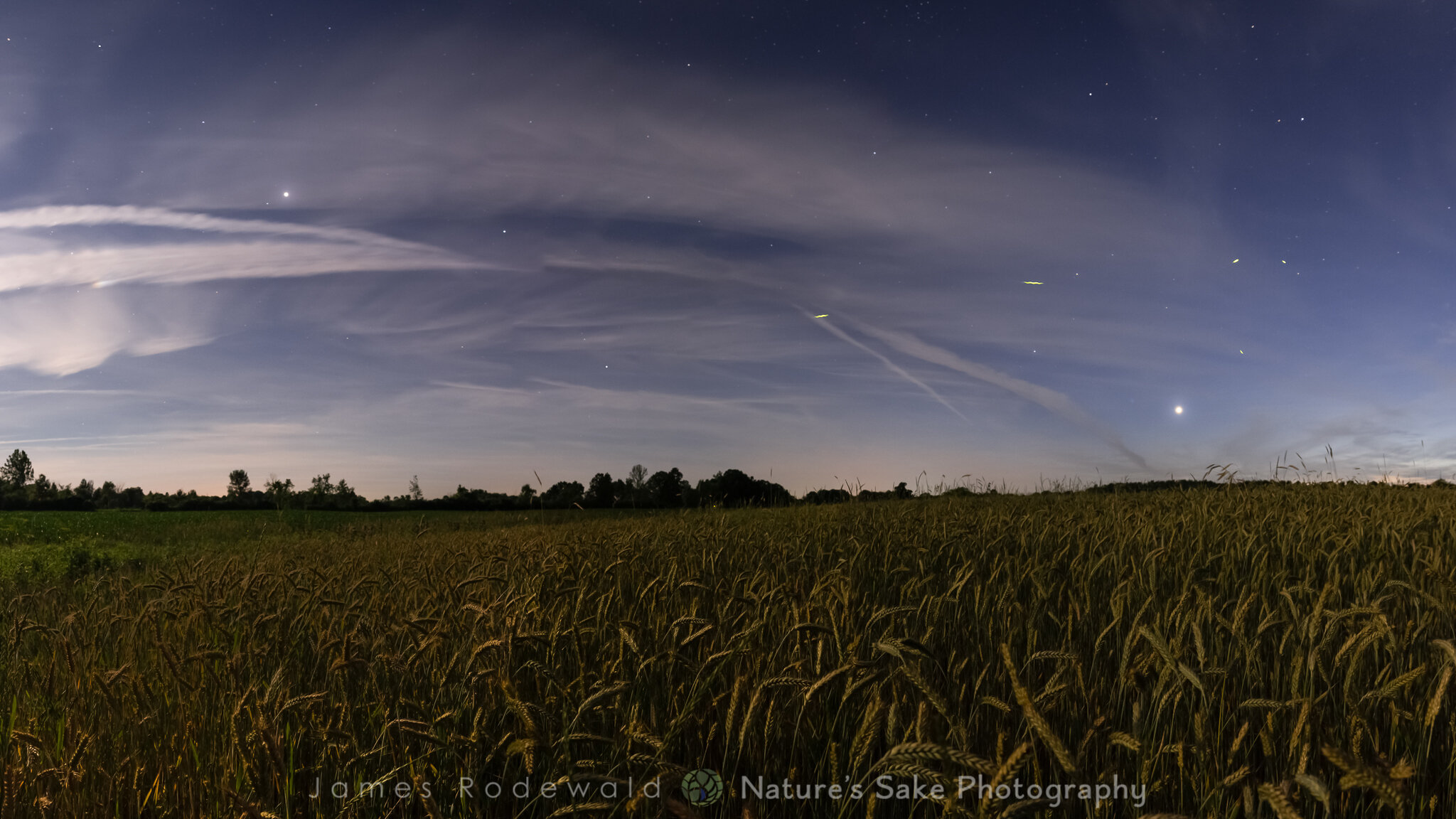  Wheat and fireflies. 