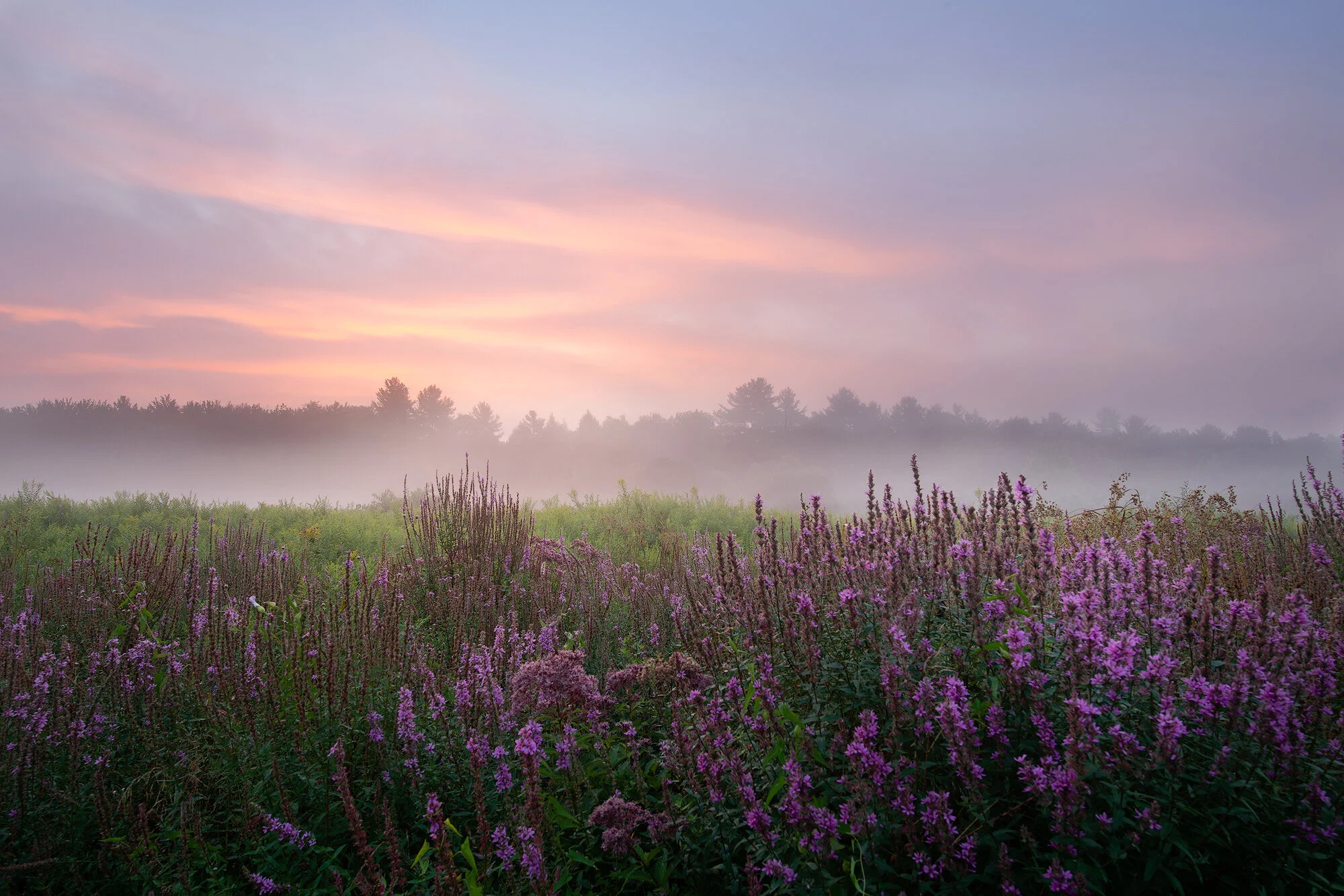 Dawn at Meadowbrook.