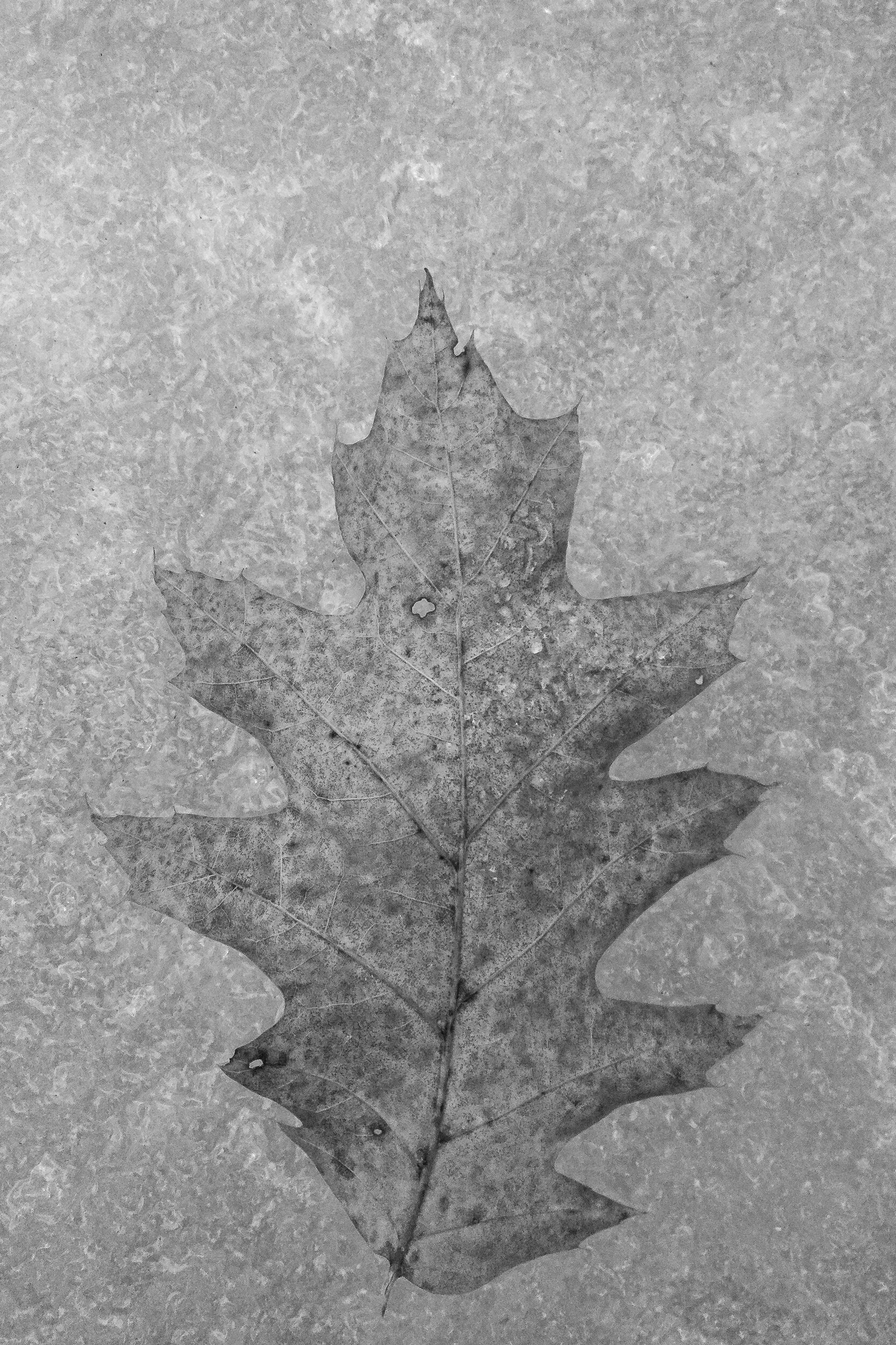 oak-2.jpg