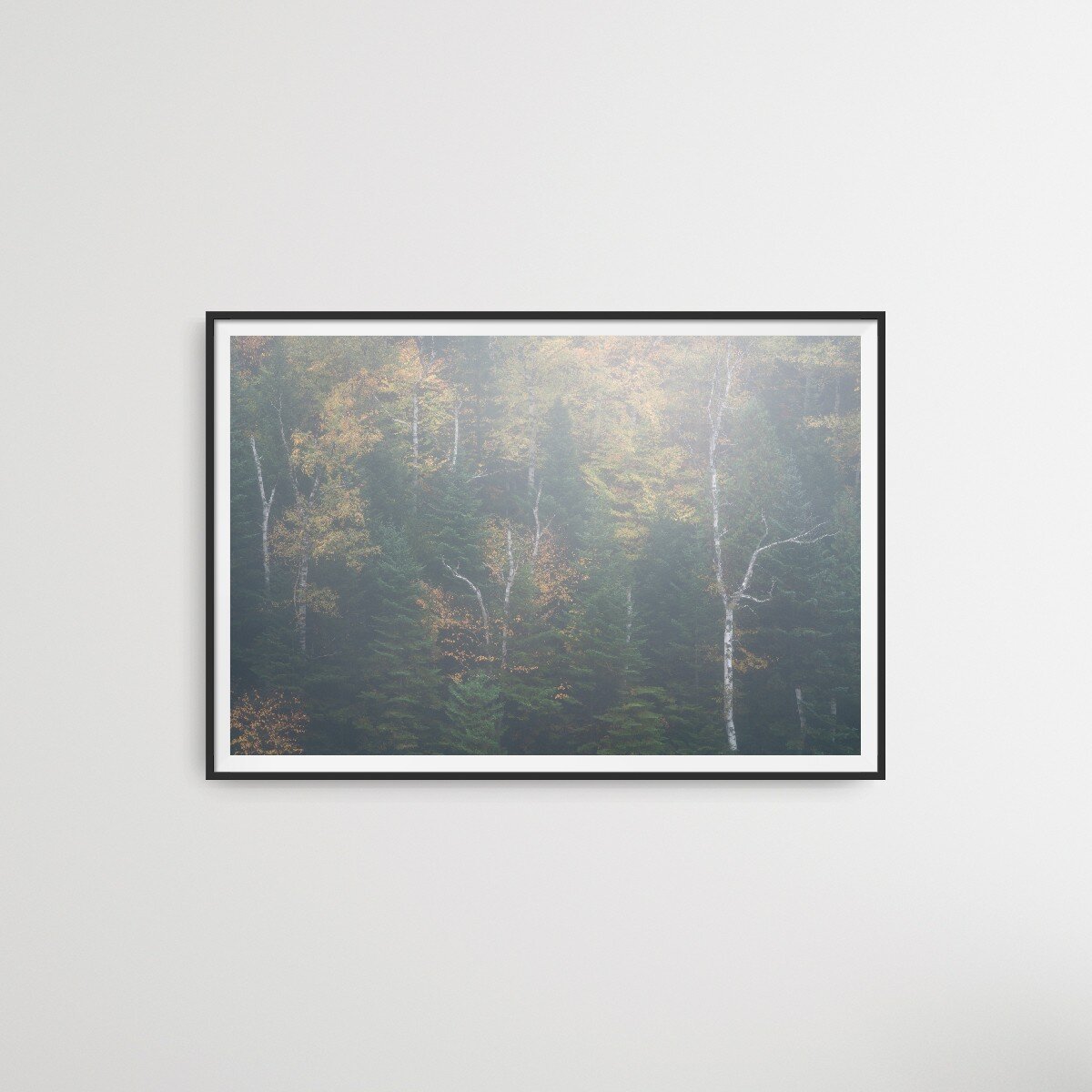 "Signs of Birch"