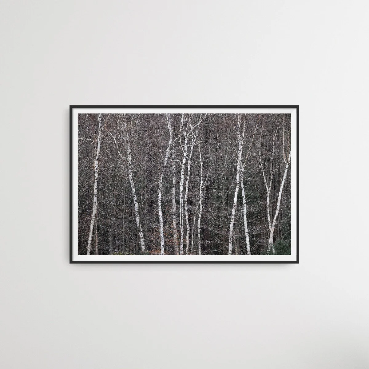 "Resting Paper Birch."