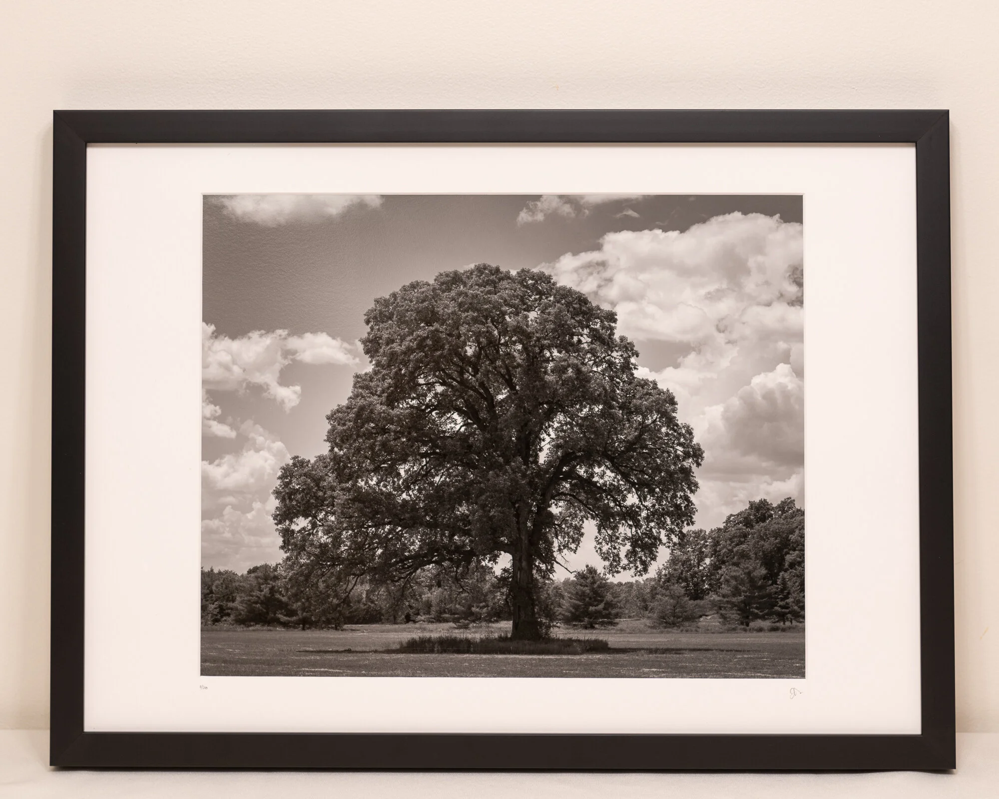"Pastured oak."