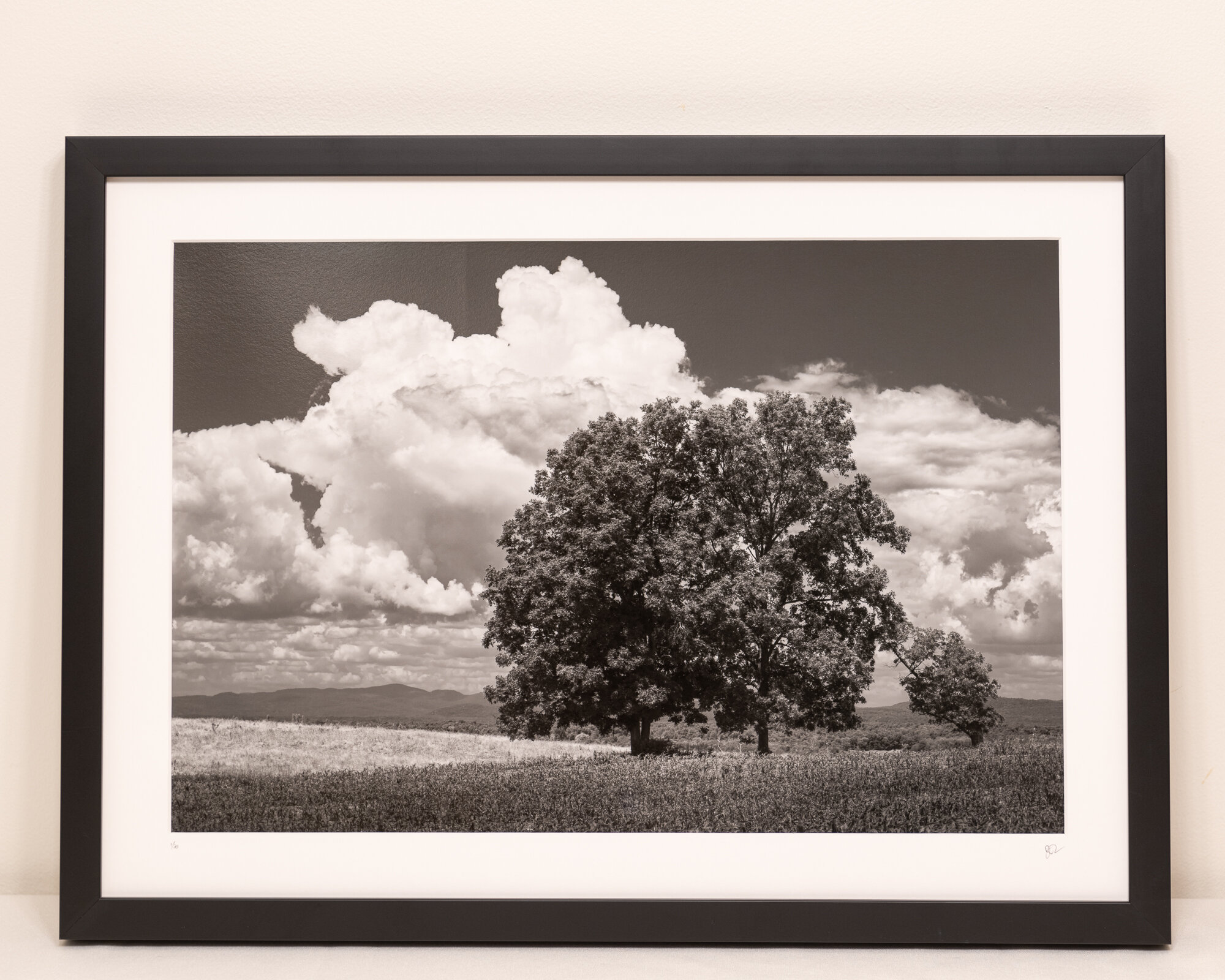 "Oak and skies."