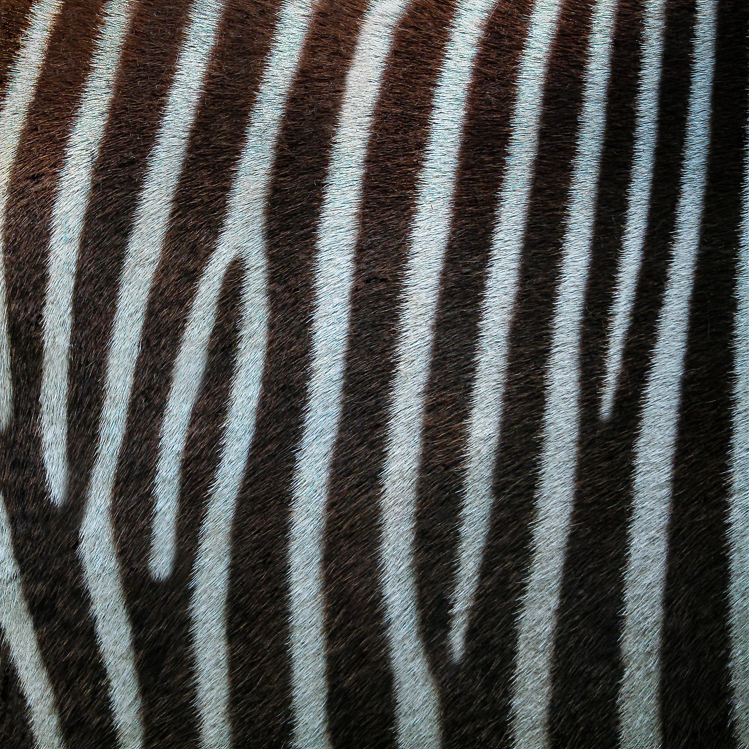 Grevy's zebra-Edit-SAI-focus.png