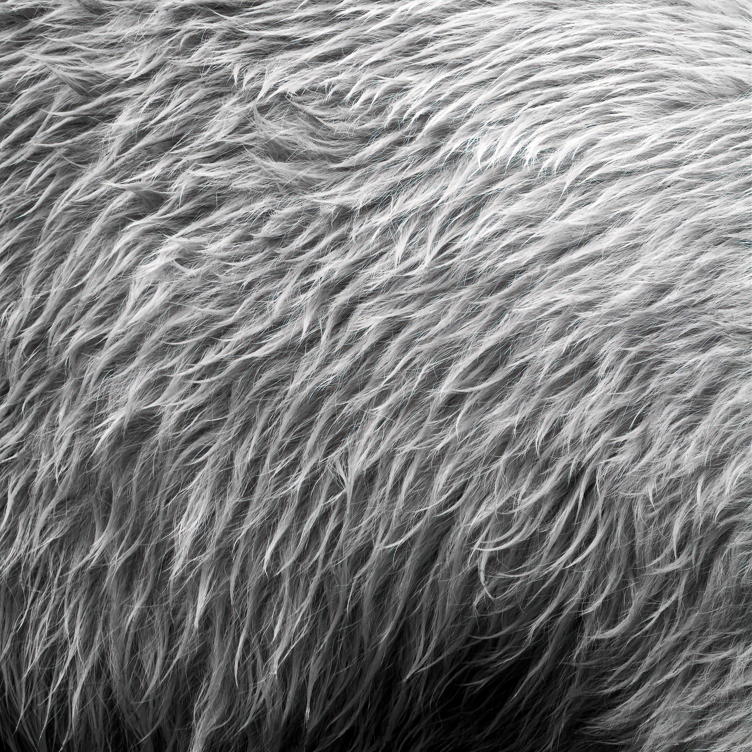 polar-bw-SAI-focus.png