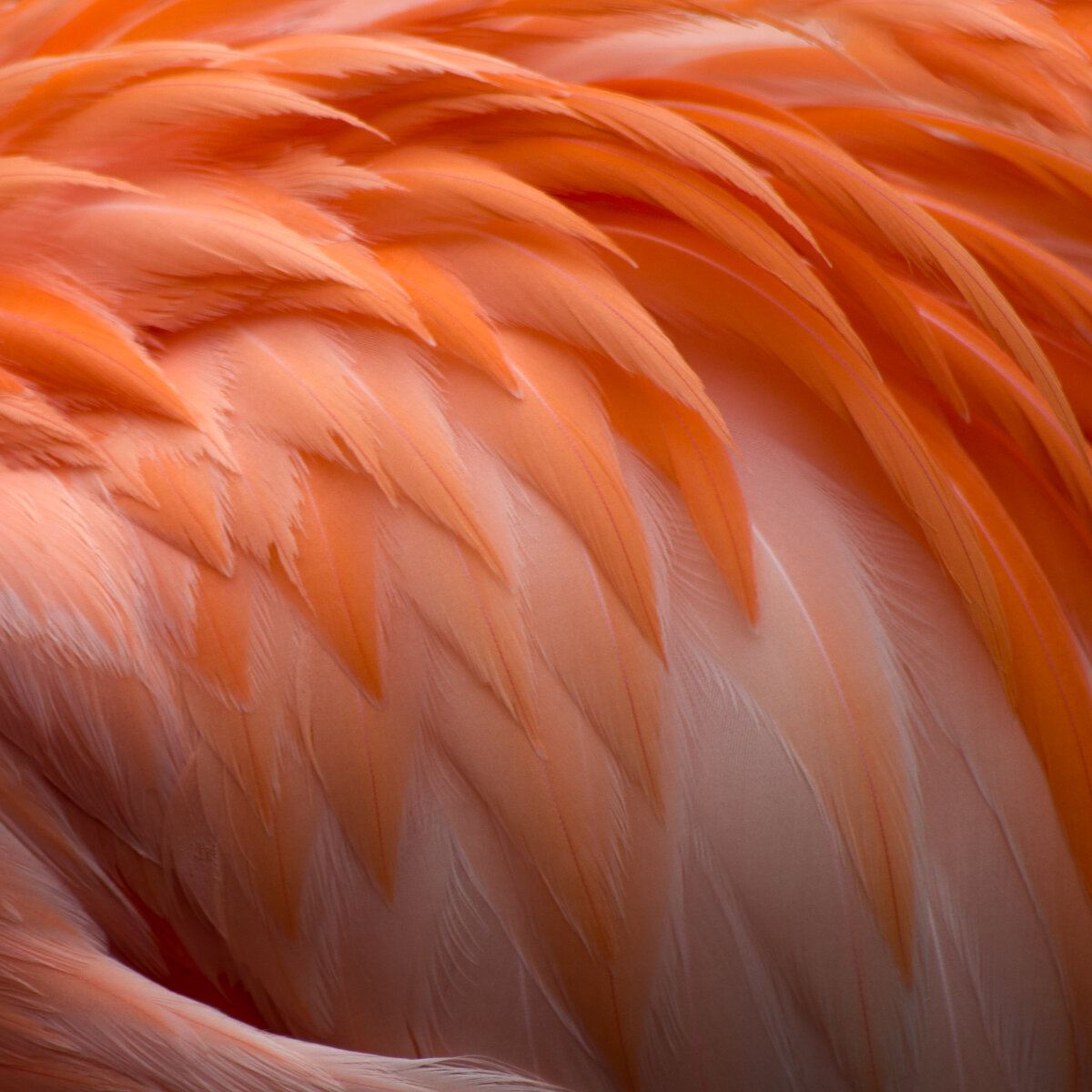 james-rodewald-adirondack-photography-flamingo.jpg