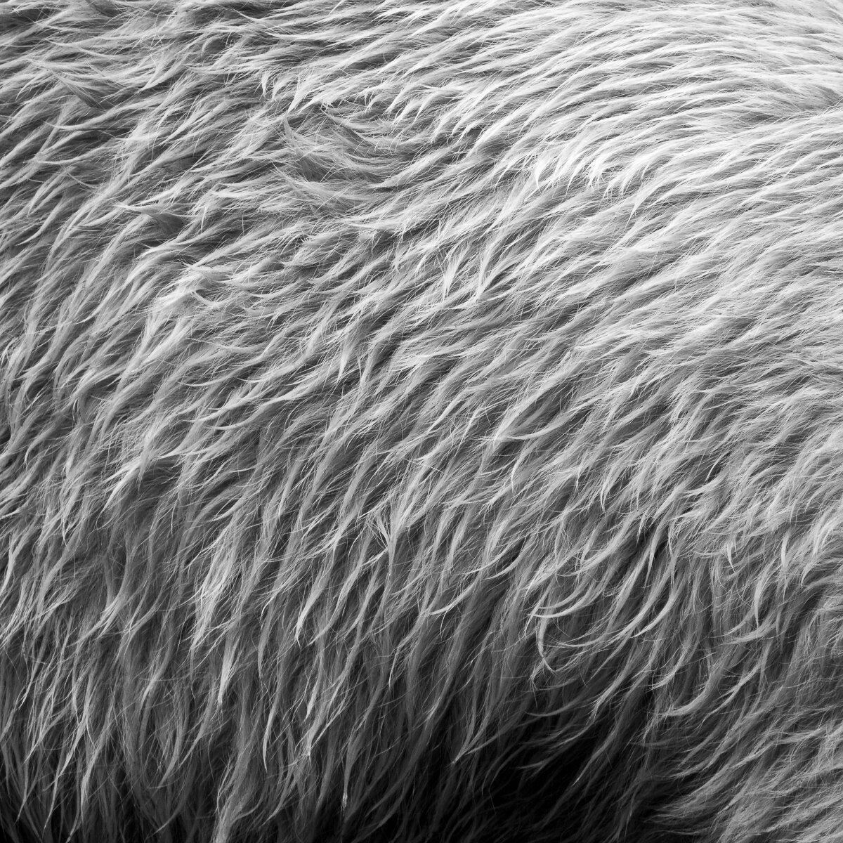 james-rodewald-adirondack-photography-polar-bear.jpg