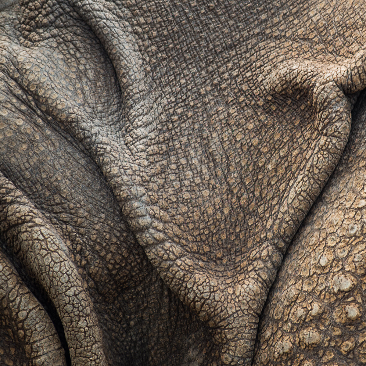 james-rodewald-adirondack-photography-rhino.jpg