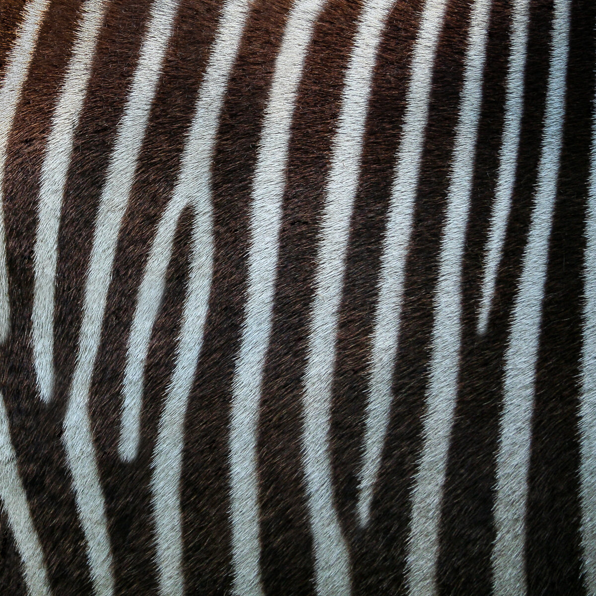james-rodewald-adirondack-photography-zebra.jpg