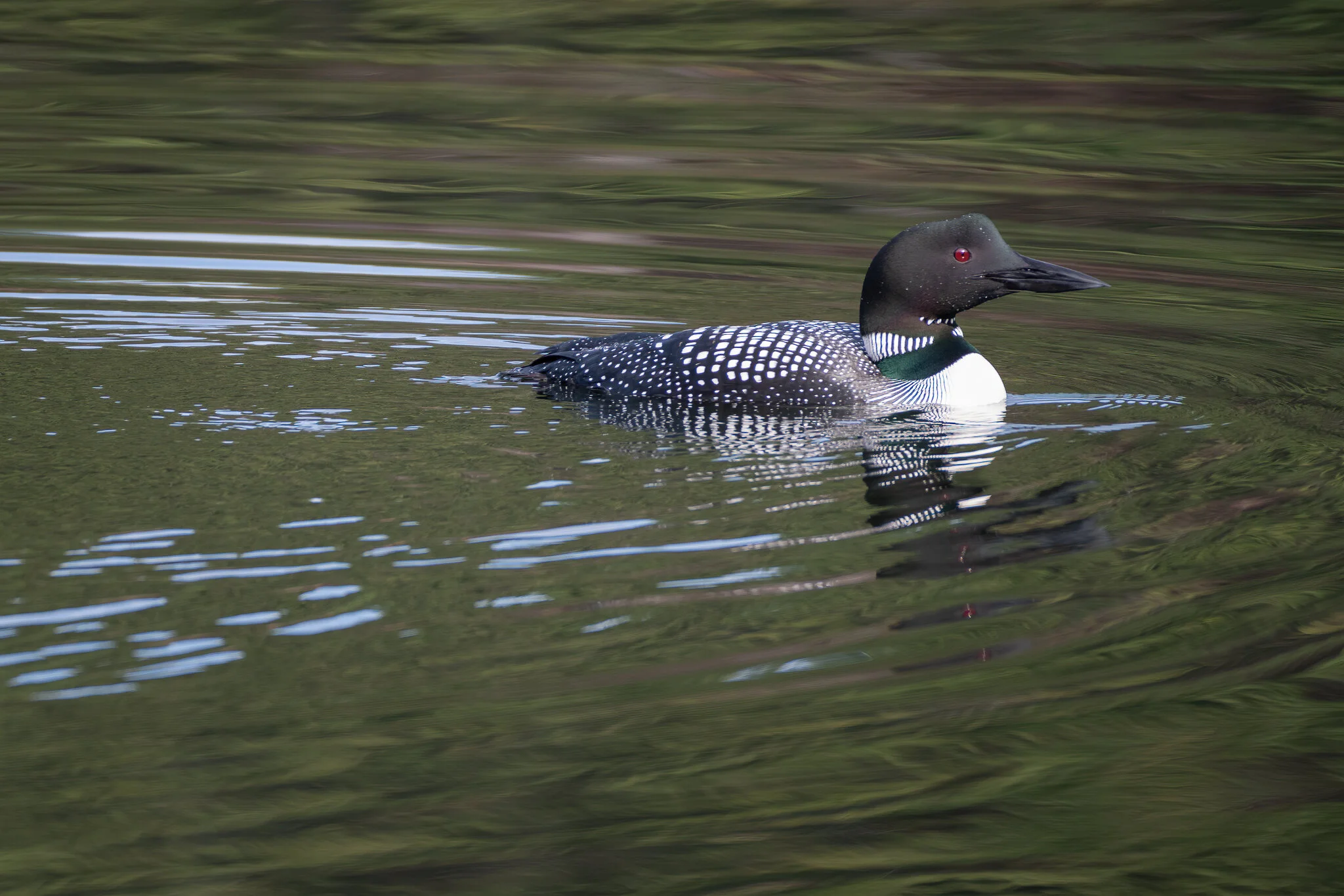 "Spring loon."