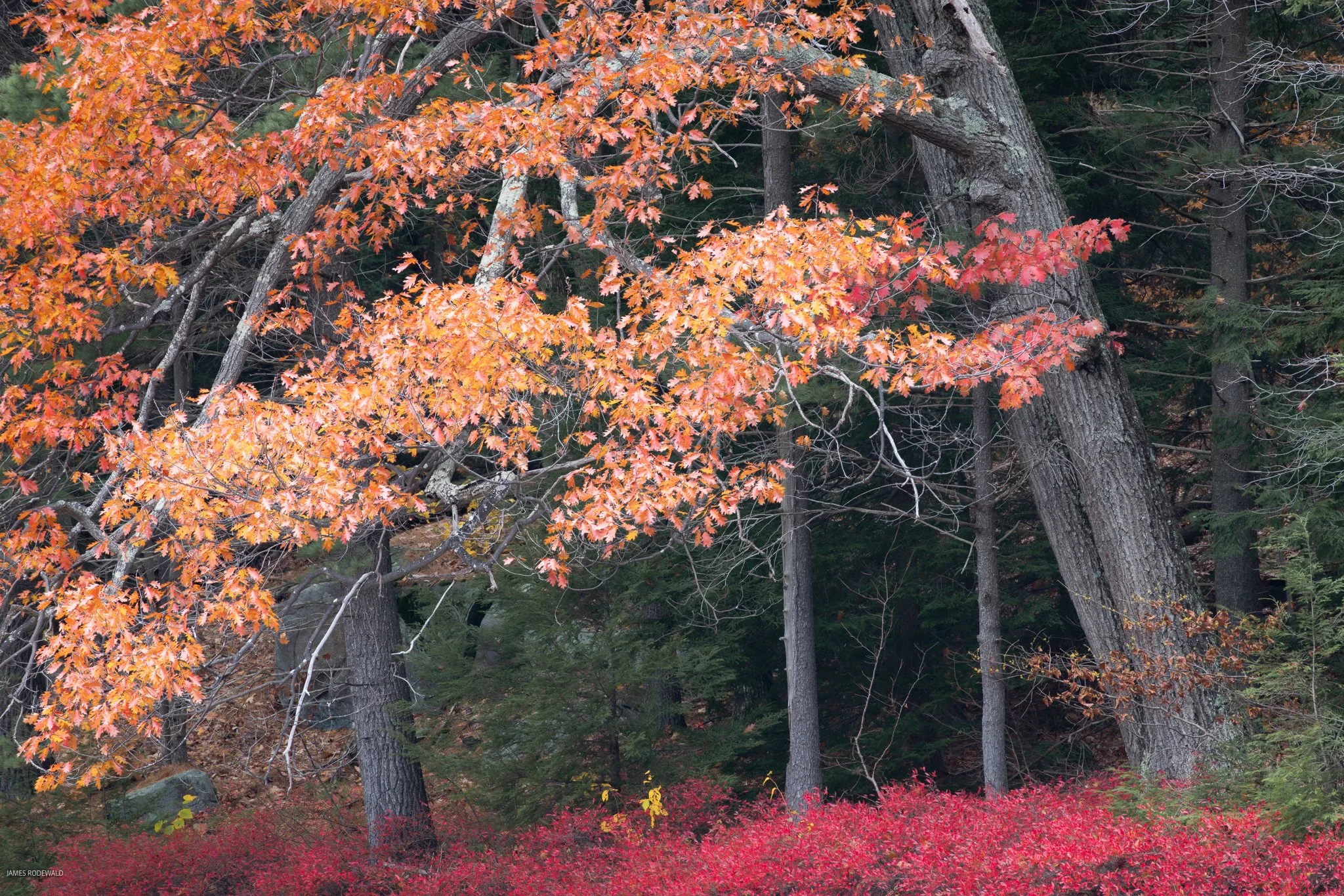 autumn-2024-22.jpeg